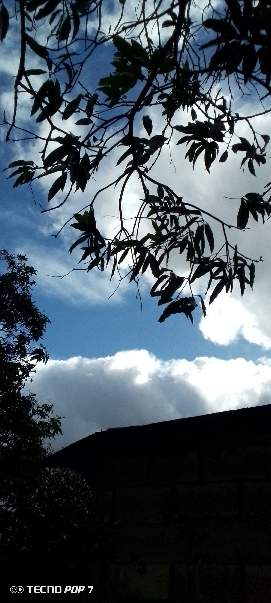 The image presents an upward view of a daytime sky, framed by silhouetted tree branches and leaves. Dominating the upper and left portions of the frame, the dark foliage of a tree stands in stark contrast against the bright sky. Patches of clear blue sky are interspersed with voluminous white and grey clouds, some of which exhibit bright spots, indicating strong backlighting from the sun. In the lower right, the dark silhouette of a building's roofline is visible, suggesting a nearby structure. The scene is static, capturing a moment of natural outdoor environment. The prevailing weather is partially cloudy, and the strong silhouettes suggest either early morning, late afternoon, or a very bright, overcast day. The text "TECNO POP 7" is visible as a watermark in the bottom-left corner. The location context provided is Altagracia, Venezuela.