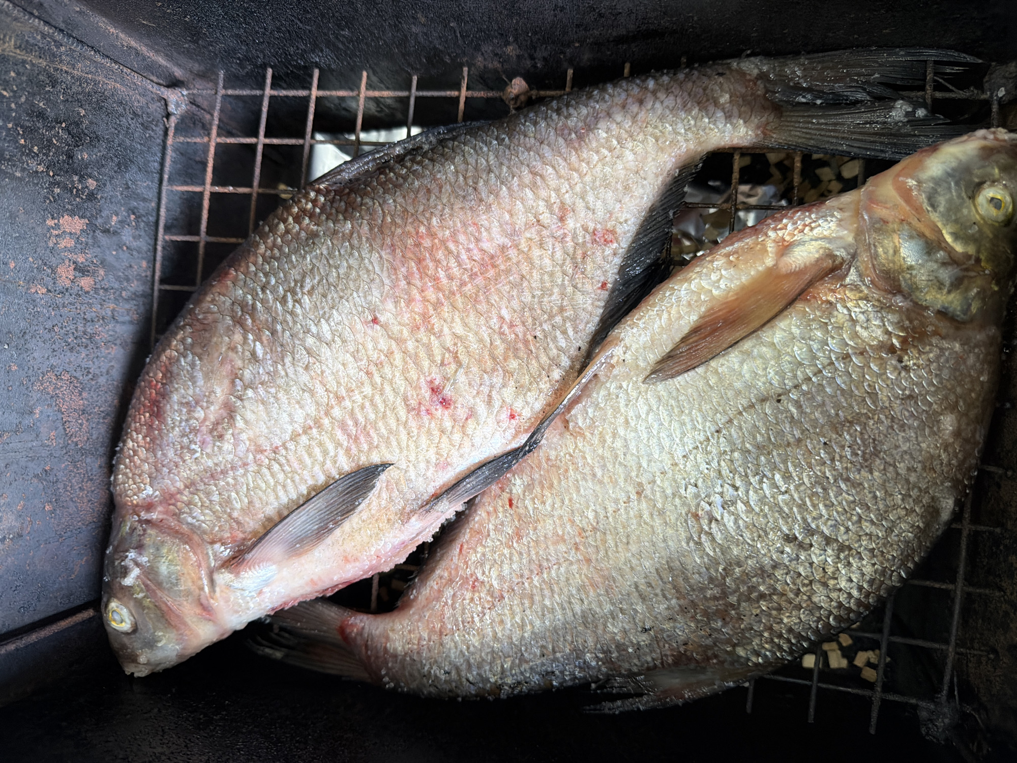 Two raw, whole fish are laid out on a rusty metal grate inside a dark, rectangular enclosure, likely a smoker or grill. The fish are silver-grey to light brown, featuring distinct scales, fins, and dull eyes, indicating they have been cleaned and prepared for cooking. Some reddish marks are visible on their skin, possibly from handling. One fish is positioned slightly over the other, creating an overlapping arrangement on the grate. The surrounding enclosure walls are dark, textured, and show signs of wear and residue from previous use. In one view, small, light-colored pieces, possibly wood chips used for smoking, are visible beneath the grate. The scene captures the preparation phase of a meal, likely involving smoking or grilling the fish. No specific time of day, weather, or emotions are discernible, and there is no visible text. The location context is Chaikovsky, Russia.