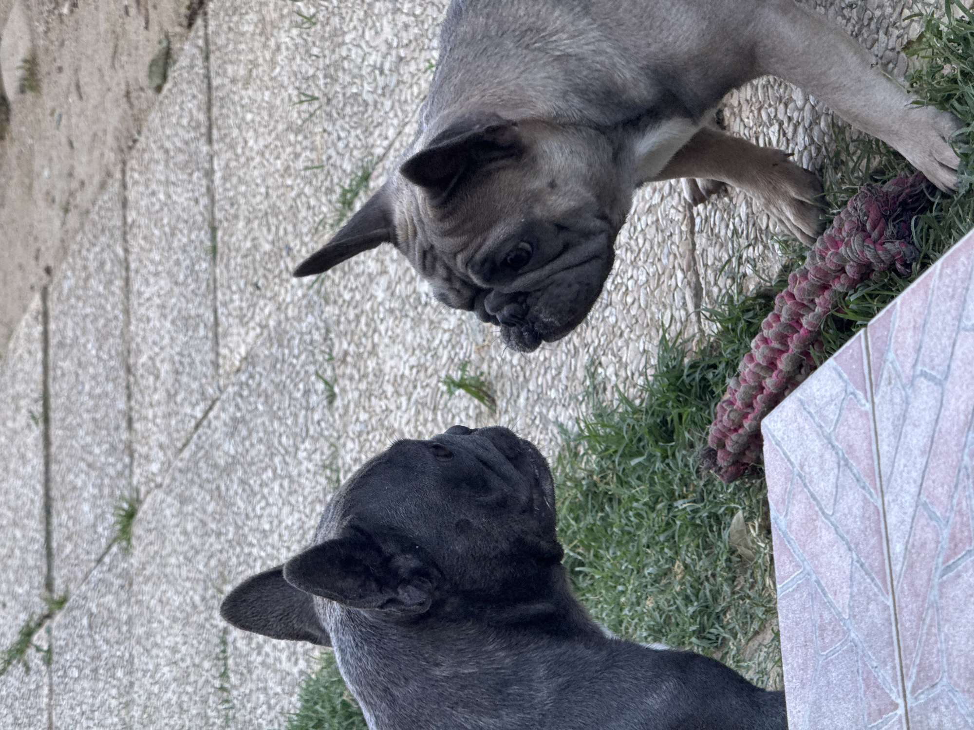 Two French bulldogs are facing each other in an outdoor setting. One dog, on the left, is dark gray or black and is partially visible from the side. The other dog, on the right, is a lighter fawn or gray color and is also shown from the side. Both dogs appear to be looking intently at each other. In the foreground, there is a textured pink and white tile and a red rope toy. The ground is a mix of stone paving and green grass. The scene appears to be a backyard or patio.