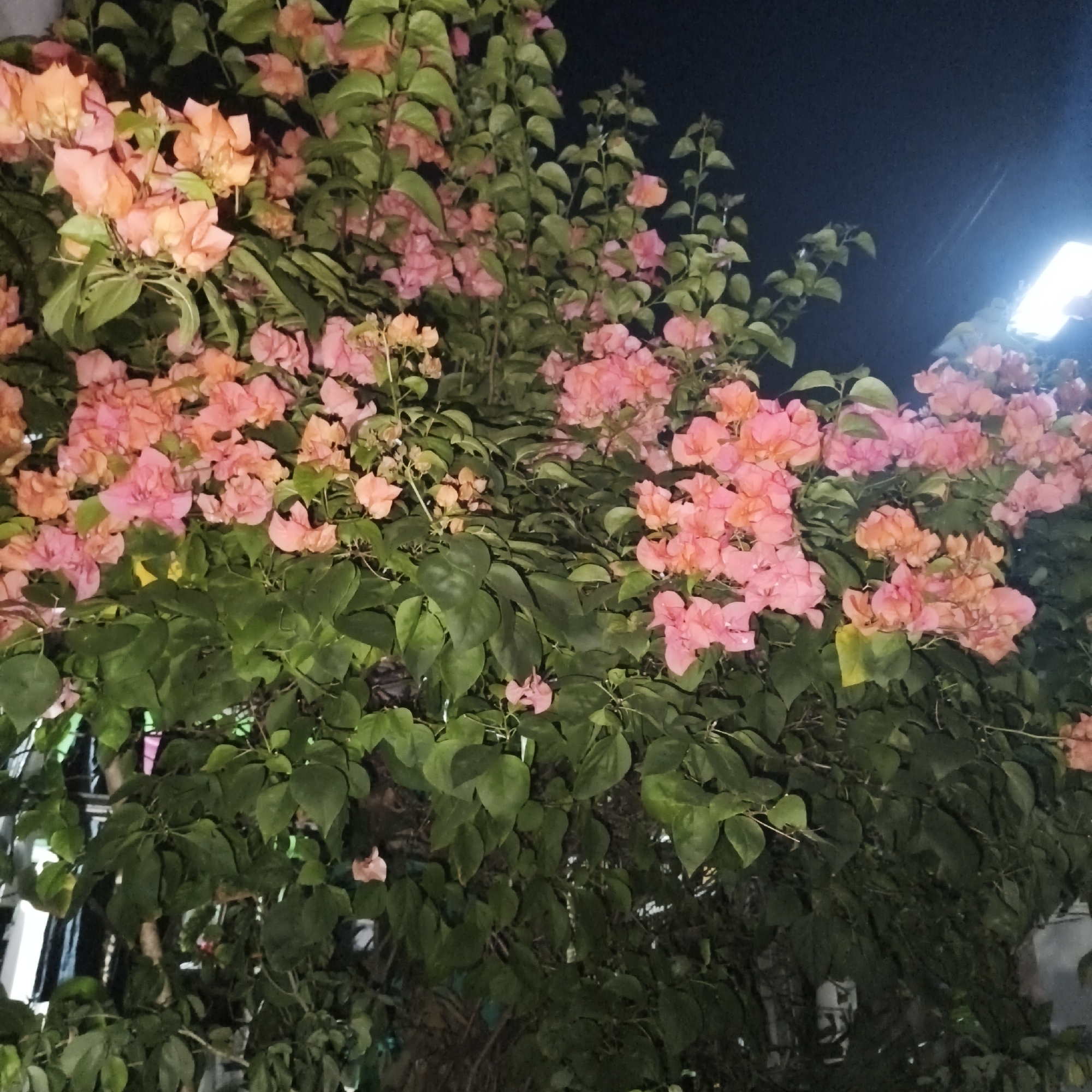 This is a medium-shot, low-angle photograph of a bougainvillea plant at night in South Jakarta, Indonesia. The plant has abundant pink and orange bracts and green leaves, with a dark, possibly night sky background. A bright light source, likely a street lamp, is visible in the upper right corner, casting light onto the plant and the dark sky. Some structures, possibly buildings or fences, are faintly visible behind the plant in the lower part of the image. The image is slightly blurry, suggesting it was taken with a handheld camera or in low light conditions. There are no people or animals visible in the frame.