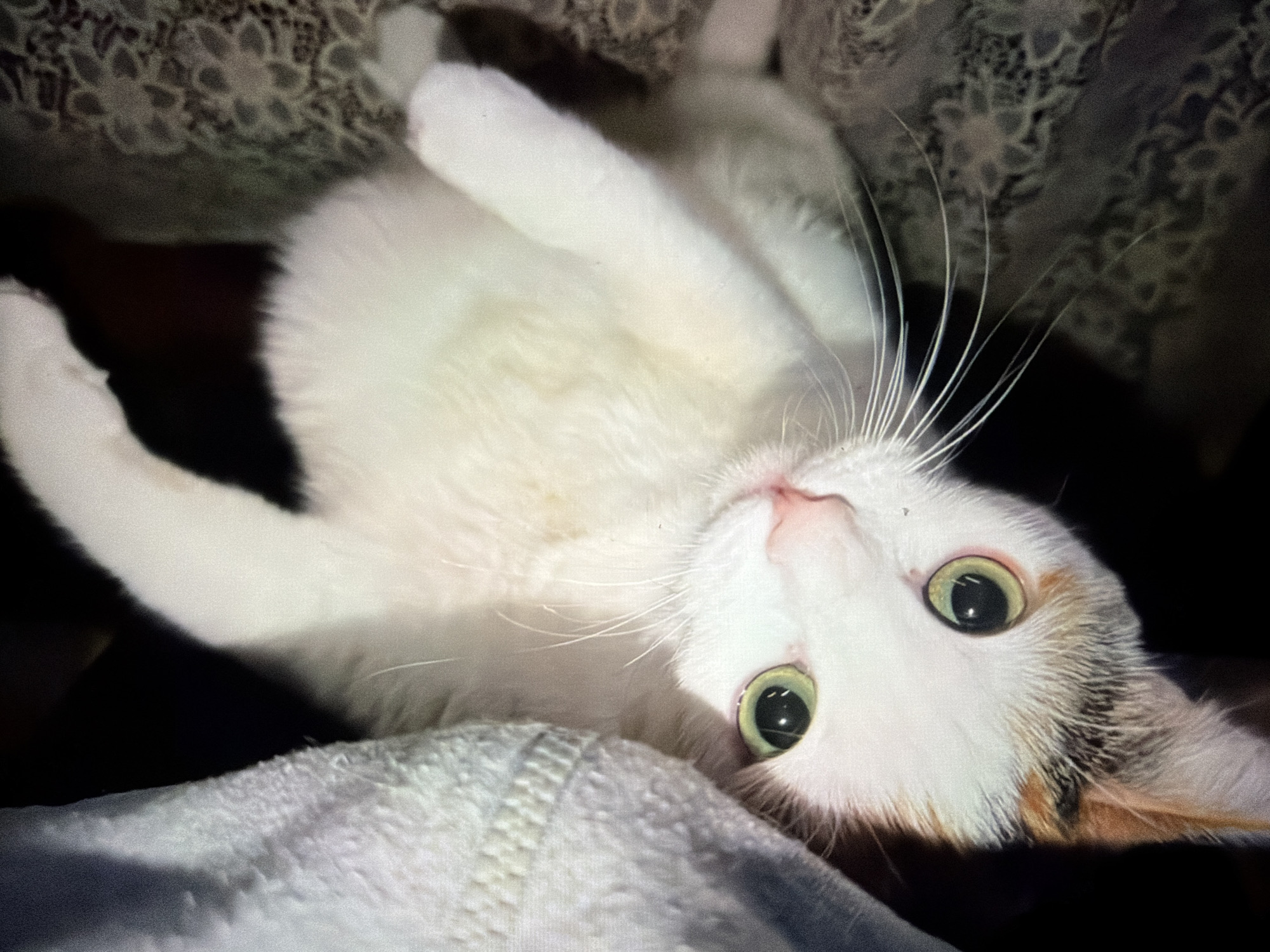 A calico cat is lying on its back with its head tilted to the left. It has white fur with patches of orange and black. Its eyes are large and green, and its whiskers are long and white. The cat appears to be indoors, possibly in a bed or on a couch, with a textured blanket or fabric to its left and a patterned surface to its right. The lighting is dim. No information about the location in Krasnodar, Russia, is available from the image.