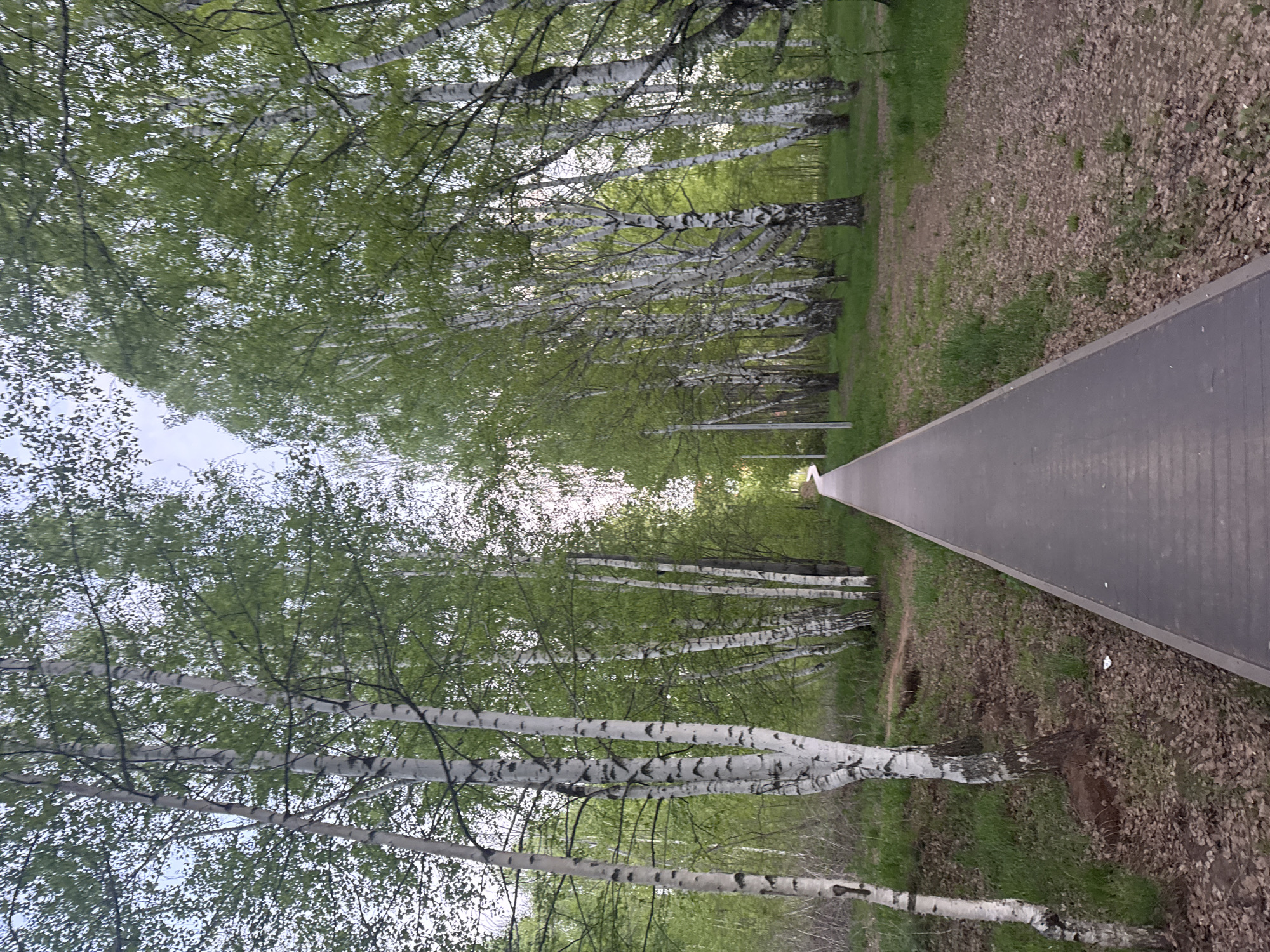 The image shows a path in a birch tree grove. The path is paved with gray rectangular slabs. Rows of birch trees line both sides of the path, with green foliage visible on the branches. The ground on either side of the path is covered with grass and dead leaves. The location is believed to be in the city of Chaikovsky, Russia. There are no people visible in the image. The scene suggests a park or recreational area.