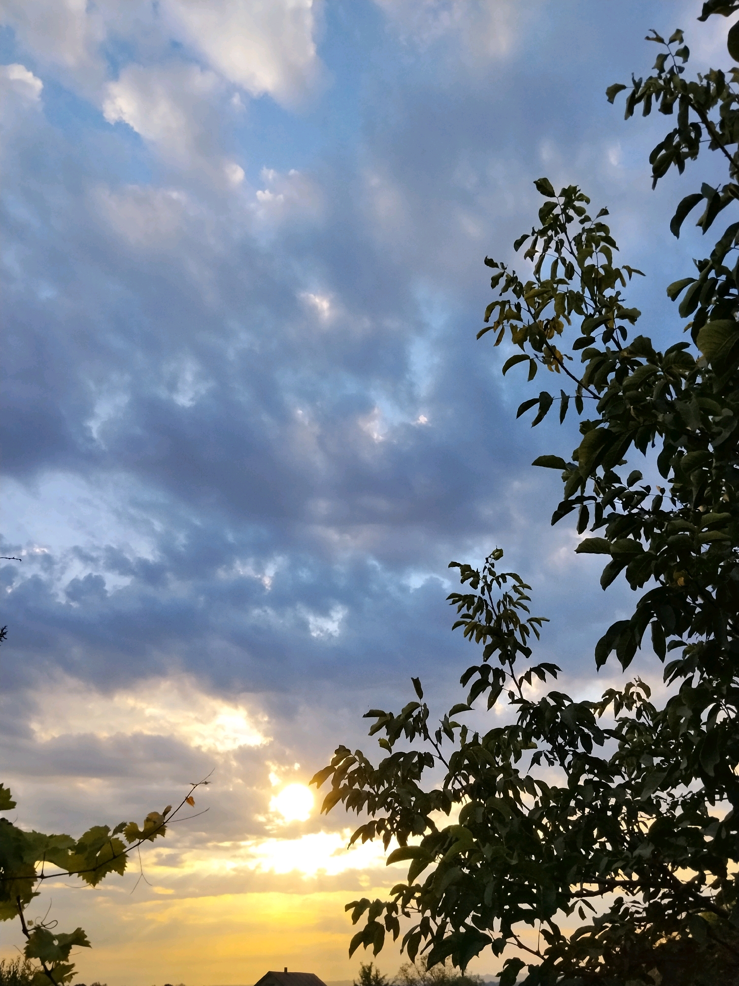 In the city of Ustyvytsia, Ukraine, a photograph captures a view of the sky during sunset. The sun is visible as a bright orb, partially obscured by clouds. The sky is a mix of blue and grey, with lighter patches where the sun's rays are breaking through. In the foreground, the silhouettes of trees with dark green leaves are prominent, framing the sky. One tree is larger and closer to the viewer, with branches extending upwards and across the frame. A smaller tree with fewer leaves is visible to the left. Below the sky and trees, the faint outline of a building with a dark roof is discernible, suggesting a rural or suburban setting. The overall impression is of a peaceful evening scene.