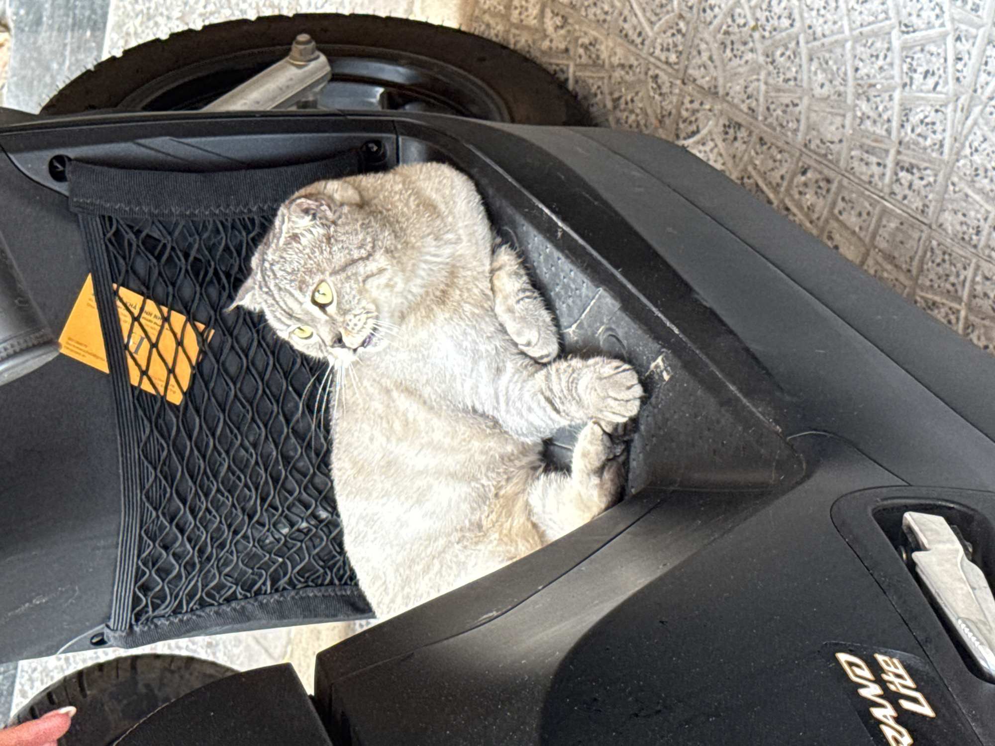 A gray and white tabby cat is lying inside the storage compartment of a black three-wheeled scooter. The compartment also has a black mesh net with a yellow tag attached to it. The scooter is parked on a tiled surface. The text "GRAND LITE" is visible on the side of the scooter. The location is not provided, so the user prompt to provide the location in the city of Đà Nẵng, Vietnam cannot be fulfilled.