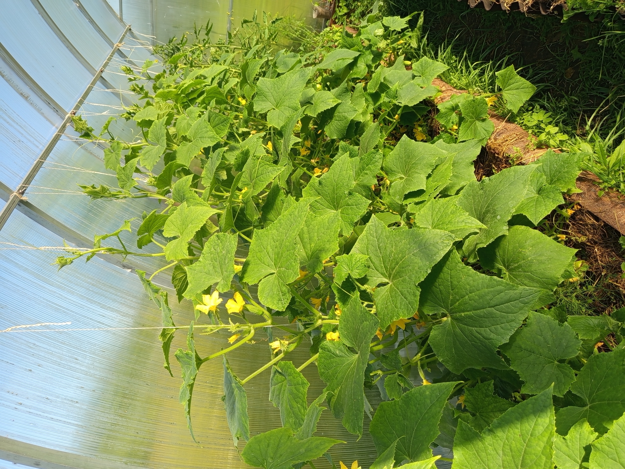 The image shows a close-up, high-angle view of cucumber plants growing inside a greenhouse. The plants are lush and green, with large, lobed leaves and numerous yellow flowers. Several young cucumbers are visible among the foliage. The plants are trained to grow upwards, with white strings supporting the vines along the curved, translucent roof of the greenhouse. The roof appears to be made of corrugated plastic, allowing sunlight to filter through, creating a bright and somewhat diffused light. To the right of the plants, the ground is covered with soil and grass, with some dried organic matter, possibly straw or mulch, visible. The background shows the edge of the greenhouse structure and more dense vegetation. The overall impression is one of vigorous plant growth in a controlled environment. The scene suggests a sunny day, as indicated by the brightness and the way light illuminates the plants and greenhouse material. The location is identified as Ostrovtsy, Russia. There is no visible text in the image.