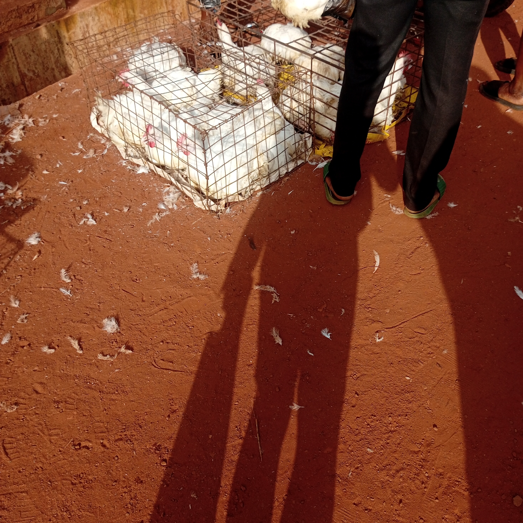 The image depicts a red dirt ground littered with white feathers. Two wire cages filled with white chickens sit to the upper left of the frame. A person wearing black pants and green sandals stands next to the cages, casting a long shadow across the ground. Another person wearing brown sandals stands partially visible to the upper right of the frame. The scene is possibly in Nsukka, Nigeria.