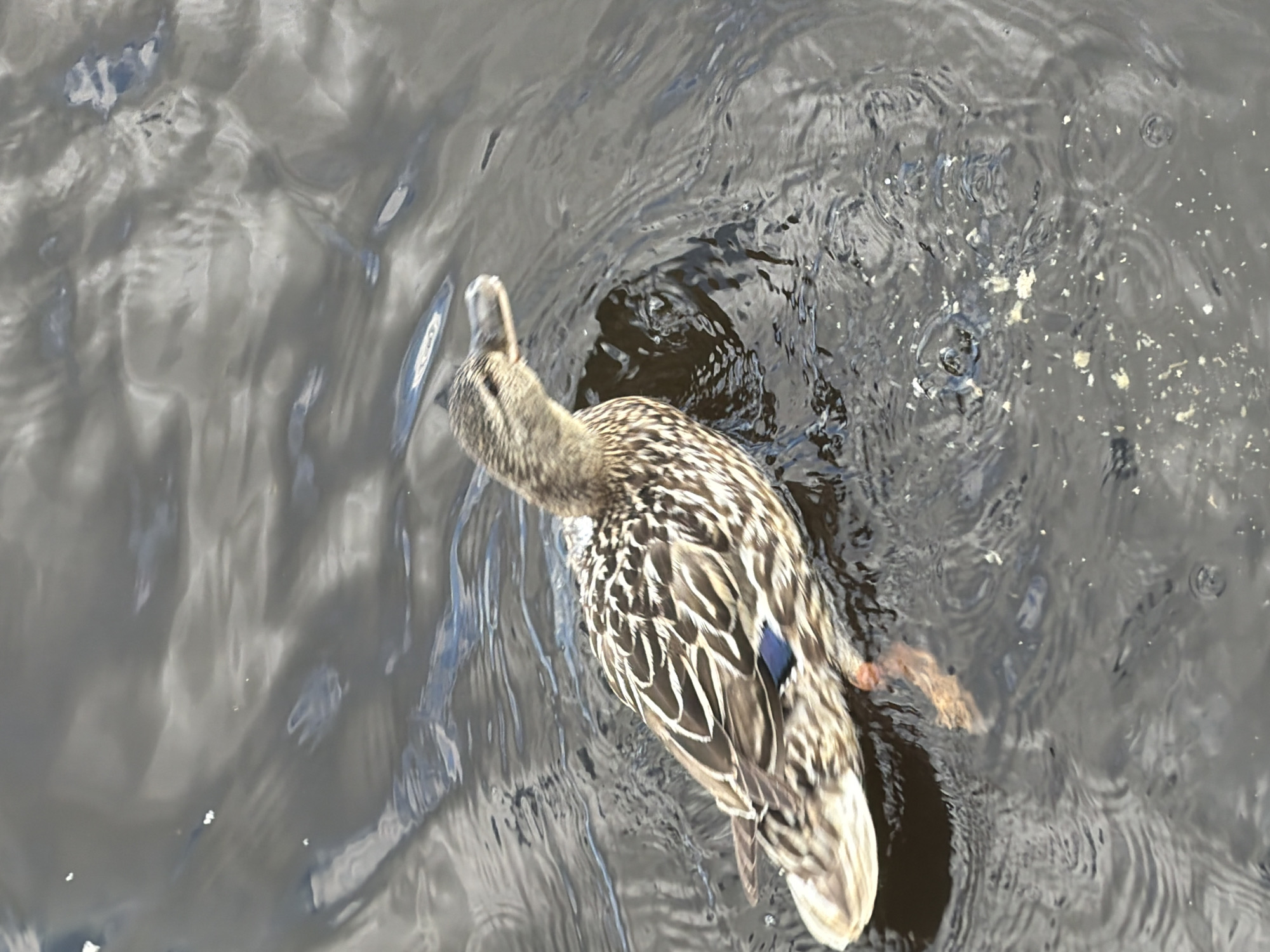 A duck swims in dark, rippling water. The duck is viewed from above and behind, with its head turned to the left. Its feathers are a mottled brown and white pattern, with a patch of blue visible on its wing. Small white specks, possibly food, are scattered on the water around the duck. The water is dark and reflects the sky, with some lighter areas indicating sunlight. The scene is set in a natural body of water, likely a lake or pond, given the presence of a duck. No people are visible in the image. The time of day appears to be daytime due to the sunlight on the water. The weather appears to be clear. There is no visible text in the image.