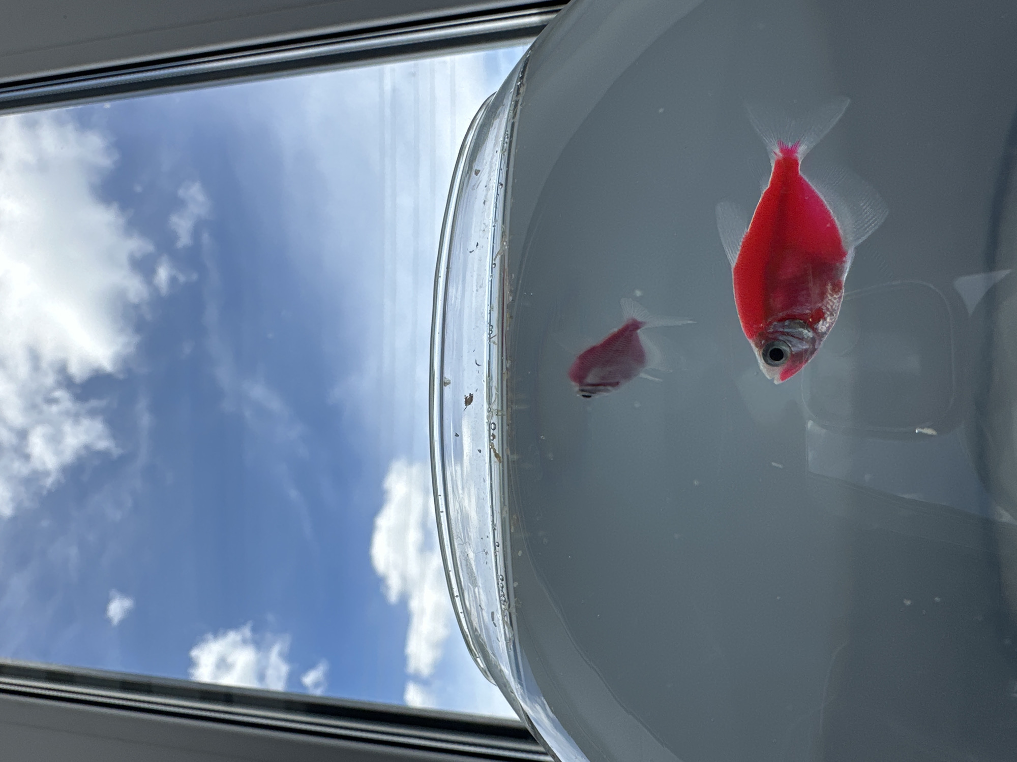The image shows two small, red fish in a glass bowl. The bowl is near a window, and a view of a bright blue sky with white clouds is visible through the window. The location is Unknown, Unknown.