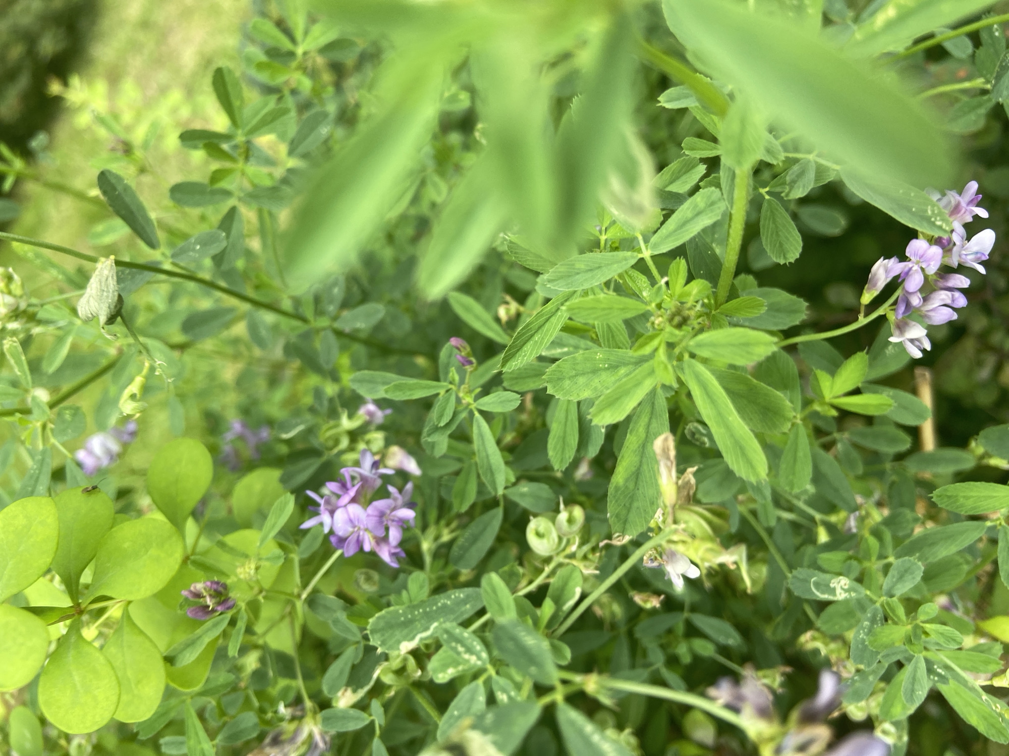 This is a close-up, eye-level, outdoor, natural light photograph of alfalfa plants in Balashikha, Russia. The image is dominated by various shades of green foliage with small clusters of pale purple flowers scattered throughout. The focus is on the intricate details of the leaves and the delicate petals of the flowers. Some of the leaves show signs of wear or damage, with white speckles and brown tips. A few unopened flower buds are visible, as are some developing seed pods. The background is a soft blur of green, suggesting a dense growth of vegetation. There are no people or animals present in the frame. The overall impression is one of lush, natural growth.