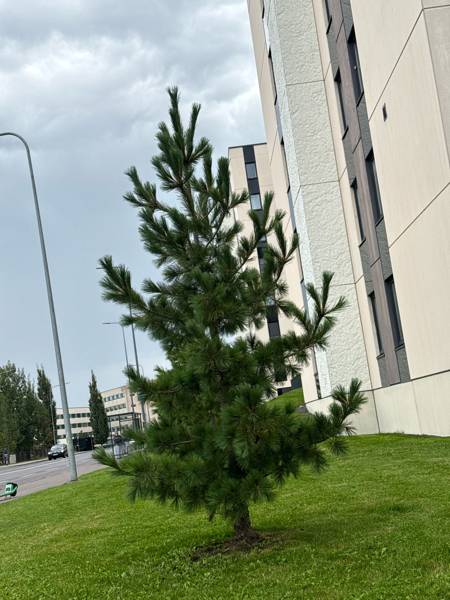 The image captures an outdoor scene in Tallinn, Estonia, featuring a young pine tree in the foreground. Behind the tree, a modern building with a light-colored facade and dark-framed windows is visible. To the left of the tree, a street lamp and a road with a car and a bus stop with people can be seen. The sky is overcast. The environment appears to be an urban or suburban area with well-maintained green spaces.