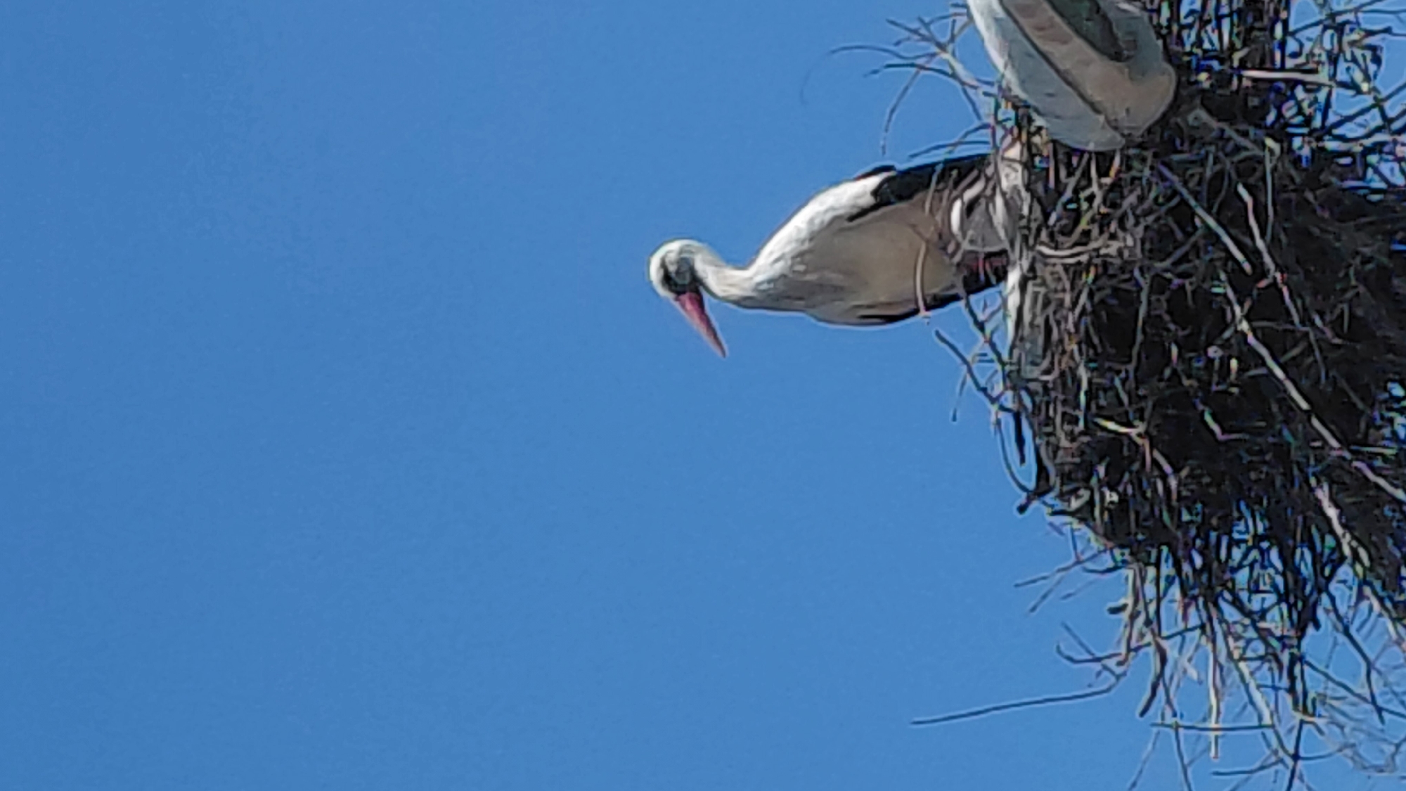 A low-angle, medium shot captures a white stork with black wing markings, perched in a large, loosely constructed nest made of twigs. The bird has a long, red beak pointing downwards. The nest is situated in the city of Unknown, Unknown. The background is a solid, clear blue sky.