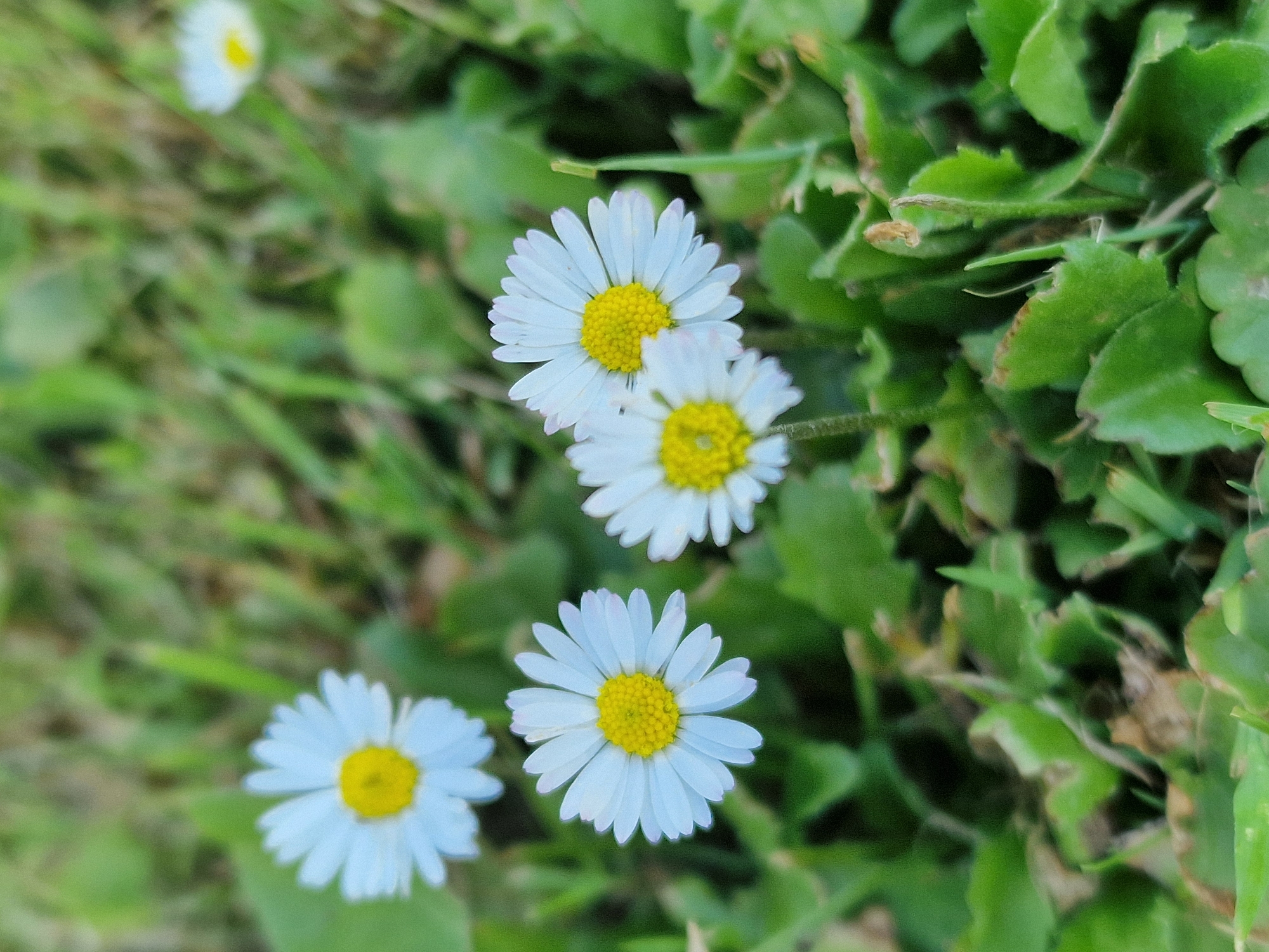 The image shows a close-up, slightly blurred view of several white daisies with yellow centers, growing in green grass. One daisy in the foreground is in sharp focus, displaying its delicate white petals and vibrant yellow disc florets. Other daisies are visible in the background, some in focus and others out of focus. The grassy environment is lush and green, with some areas of dry grass interspersed. The overall scene is natural and serene, with the daisies appearing to be in a park or garden setting. The image is taken at ground level, emphasizing the small scale of the flowers against the backdrop of the grass. There is no indication of any specific location in Lipí, Czechia, beyond what can be inferred from a general outdoor setting.