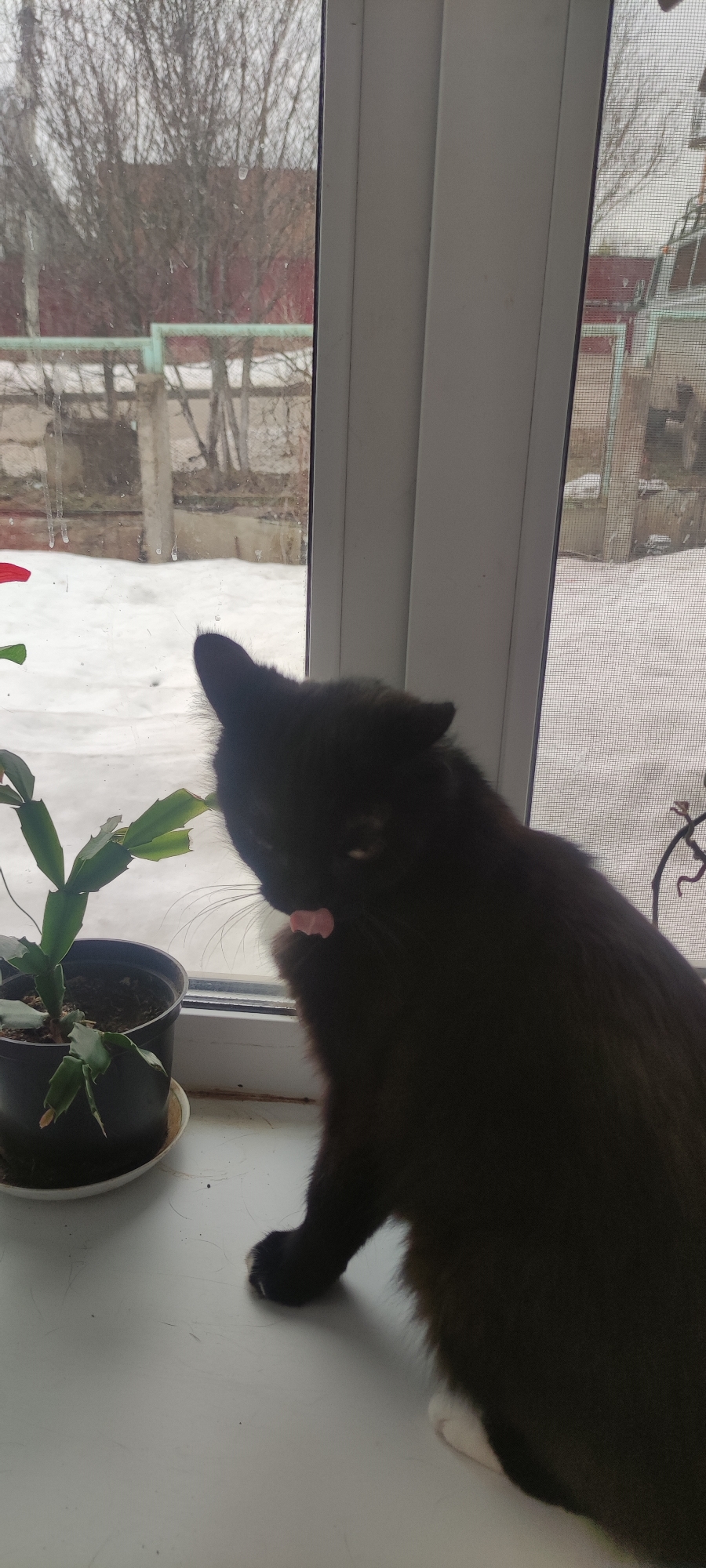 A medium-shot view shows a black cat seated on a window sill. The cat is facing left, with its tongue visible as it licks its face. To the left of the cat, there's a potted plant with green leaves. The background, visible through the window, indicates a wintry scene with snow on the ground and bare trees. The setting appears to be Прикамский, Russia, based on photographic context.
