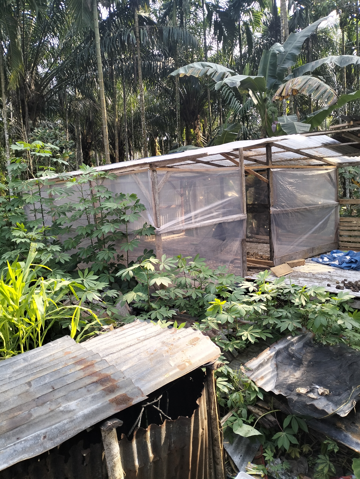 This image depicts an outdoor scene in a tropical environment, possibly in Mandala Jaya, Indonesia, characterized by dense vegetation and a rustic structure. In the foreground, several pieces of weathered corrugated metal roofing are scattered, with one piece tilted and revealing a dark interior. Lush green foliage, including what appears to be cassava plants with their characteristic palmate leaves, dominates the area around the structure.
The central focus is a makeshift greenhouse or shelter constructed from a wooden frame covered with translucent plastic sheeting. The plastic is somewhat opaque, obscuring the interior, but glimpses reveal a wooden floor and stacked items. The structure has an open doorway, allowing entry. Beyond the greenhouse, tall palm trees and banana plants with large fronds form a dense backdrop, indicating a humid, possibly rural or semi-rural setting. The lighting suggests it is daytime, with sunlight filtering through the leaves. The overall impression is one of agricultural activity or storage in a natural, overgrown environment.