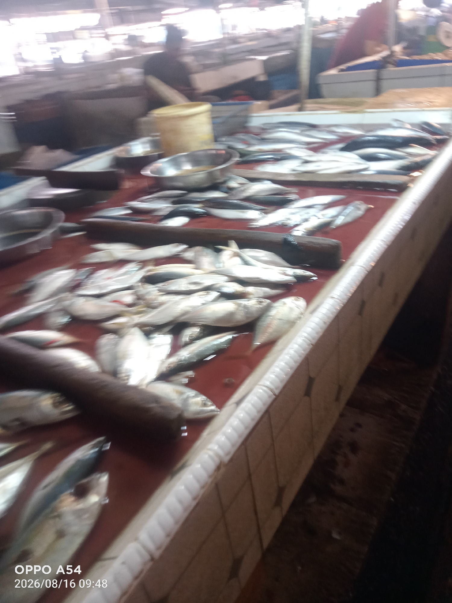 The image depicts a fish market scene. In the foreground, a large number of fresh fish are laid out on a reddish-brown surface, possibly a table or stall. The fish appear to be of various sizes and types, with many being silvery and elongated. Some are whole, while others may have been prepared. Behind the fish, metal bowls and containers are visible, some containing fish or water. Further in the background, blurred figures of people can be seen, suggesting activity within the market. The overall environment appears to be an indoor market with overhead lighting. The timestamp on the image indicates it was taken on August 16, 2026, at 09:48. The location is Jambi City, Indonesia.