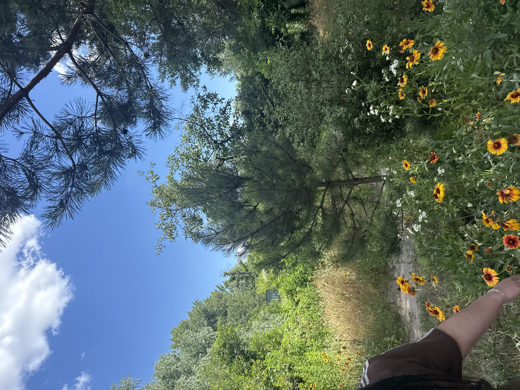 A person's arm and shoulder are visible in the bottom right of the frame, extending into a sun-drenched outdoor scene. The person is wearing a dark brown shirt with white stripes on the sleeve. The scene depicts a natural setting with a clear blue sky above, partially obscured by the dark green branches of pine trees and lighter green foliage. A path, possibly a dirt trail, winds through the landscape. The path is bordered by a vibrant array of wildflowers, predominantly yellow and orange with some white accents. The flowers appear to be in bloom, suggesting a daytime setting, likely spring or summer. The overall atmosphere is peaceful and natural, with a sense of being in a rural or park-like environment. The light suggests it is daytime. There is no visible text in the image.