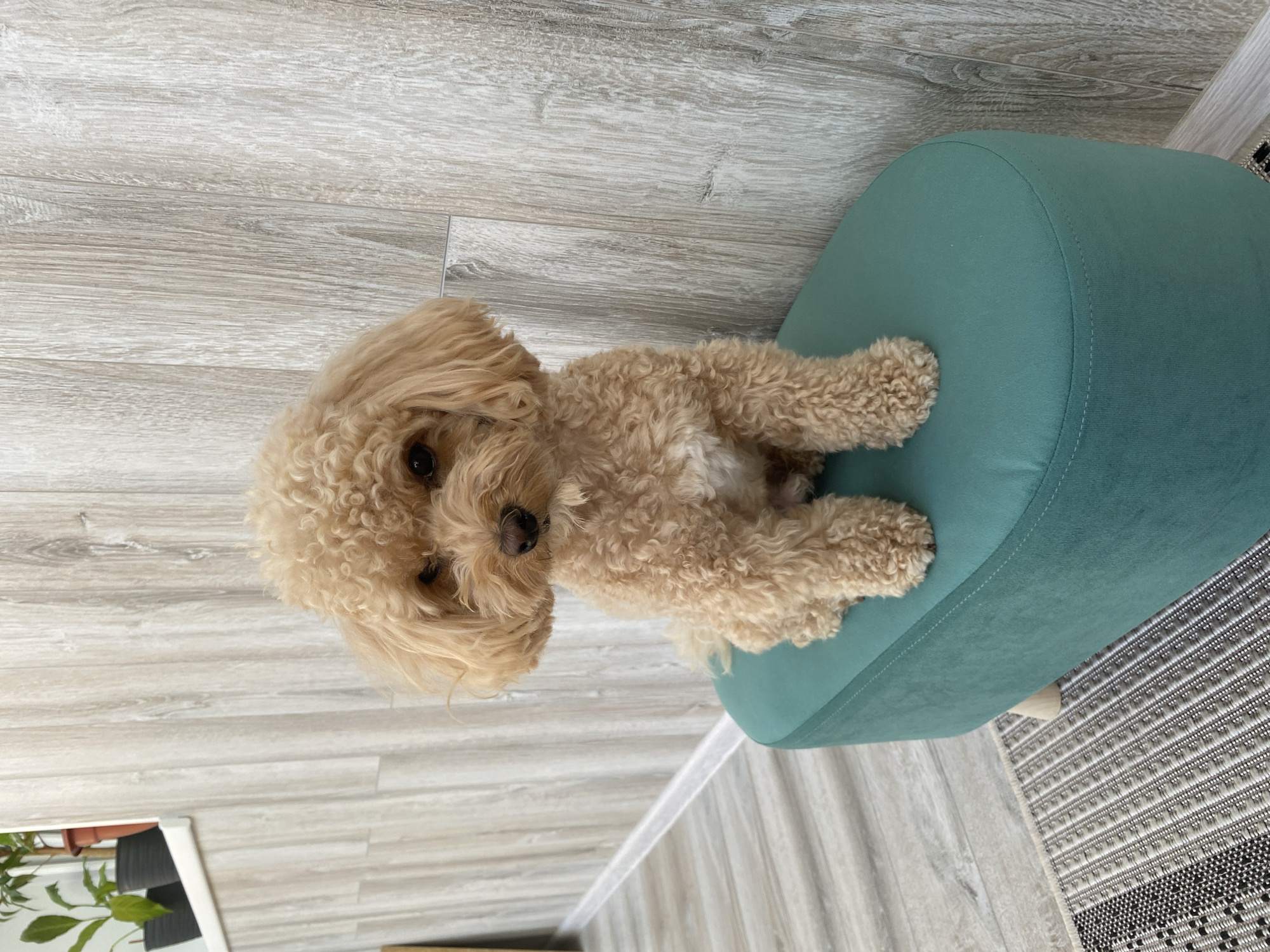 A tan poodle is sitting on a teal ottoman in front of a wood-paneled wall. The dog has curly fur and is looking at the camera. The ottoman is round and has four small wooden legs. There is a rug on the floor in front of the ottoman. The scene appears to be indoors, likely in a home or a pet grooming salon. The image does not contain any specific landmarks or details that would allow for its localization to the city of Cherepovets, Russia.