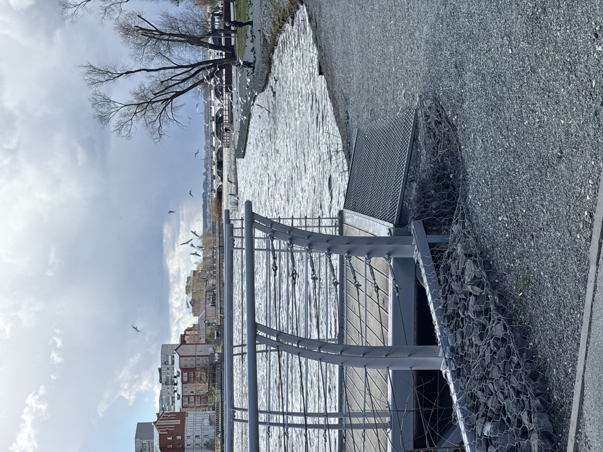 The image depicts a tranquil waterfront scene in Votkinsk, Russia, likely along the Votkinsk Reservoir, under an overcast sky with patches of brightness.
In the immediate foreground on the right, a wide expanse of dark grey gravel forms a path or ground area, bordered by a concrete edge. Adjacent to this, a gabion wall, constructed from wire mesh filled with rocks, provides bank stabilization. A grated metal platform or structure is positioned near the gabion.
Extending across the mid-ground is a modern, light grey metal railing with multiple horizontal cables or wires, suggesting a pedestrian walkway or viewing platform, part of which appears to be a wooden boardwalk. Beyond the railing, a large body of water, possibly the reservoir, reflects the cloudy sky and shows gentle ripples on its surface.
The distant bank is lined with various multi-story buildings, some appearing residential, forming an urban or town-like backdrop. A large, bare deciduous tree with extensive branches stands prominently on the far bank, its silhouette stark against the sky, indicating late winter or early spring. Several small figures of people are visible on the distant bank, near the tree and buildings, suggesting leisurely activity along the water's edge.
Numerous seagulls are active in the scene; many are flying gracefully over the water and against the sky, while others are perched on structures along the far bank. The overall lighting suggests it is daytime. There is no visible text in the image.