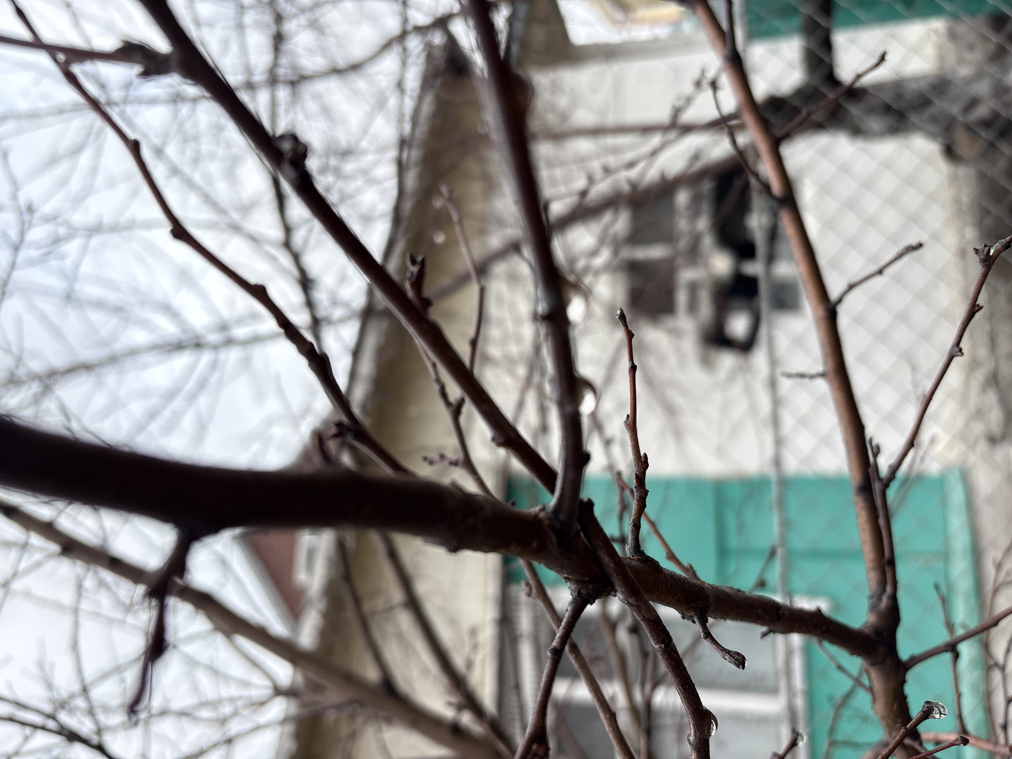 The image shows tree branches in the foreground with a building in the blurred background. The branches are dark brown and appear wet, possibly from rain or melting snow. The building behind has a white and green facade with a window visible. The sky appears overcast. There is no evidence of people, actions, or interactions. The precise location within Ulyanovsk is not discernible from the image.