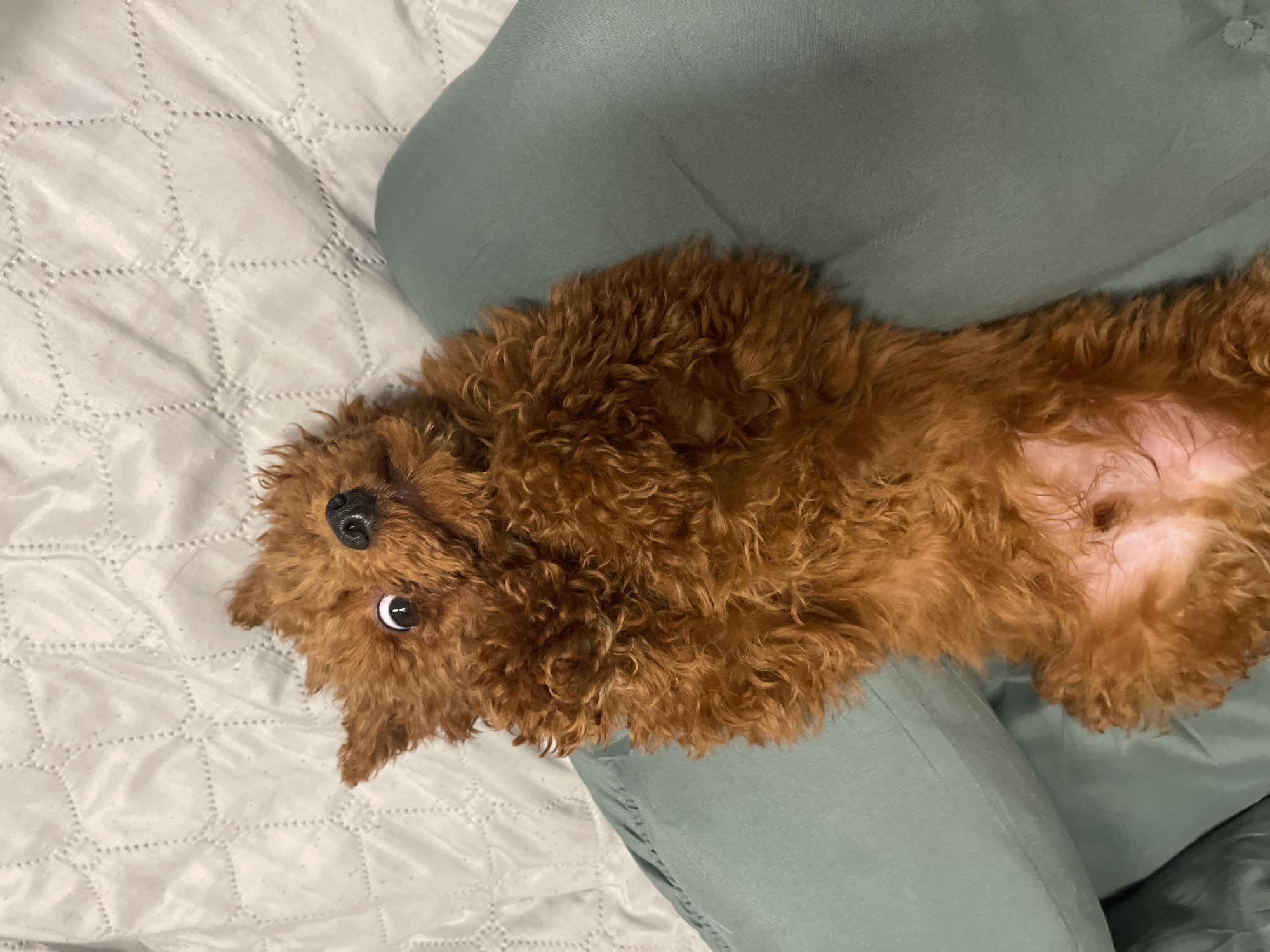 A brown poodle dog is lying on its back on a bed. The dog's head is tilted to the left, and it is looking at the camera. The bed has a gray quilted cover, and there is a green pillow behind the dog. The location is indeterminate.