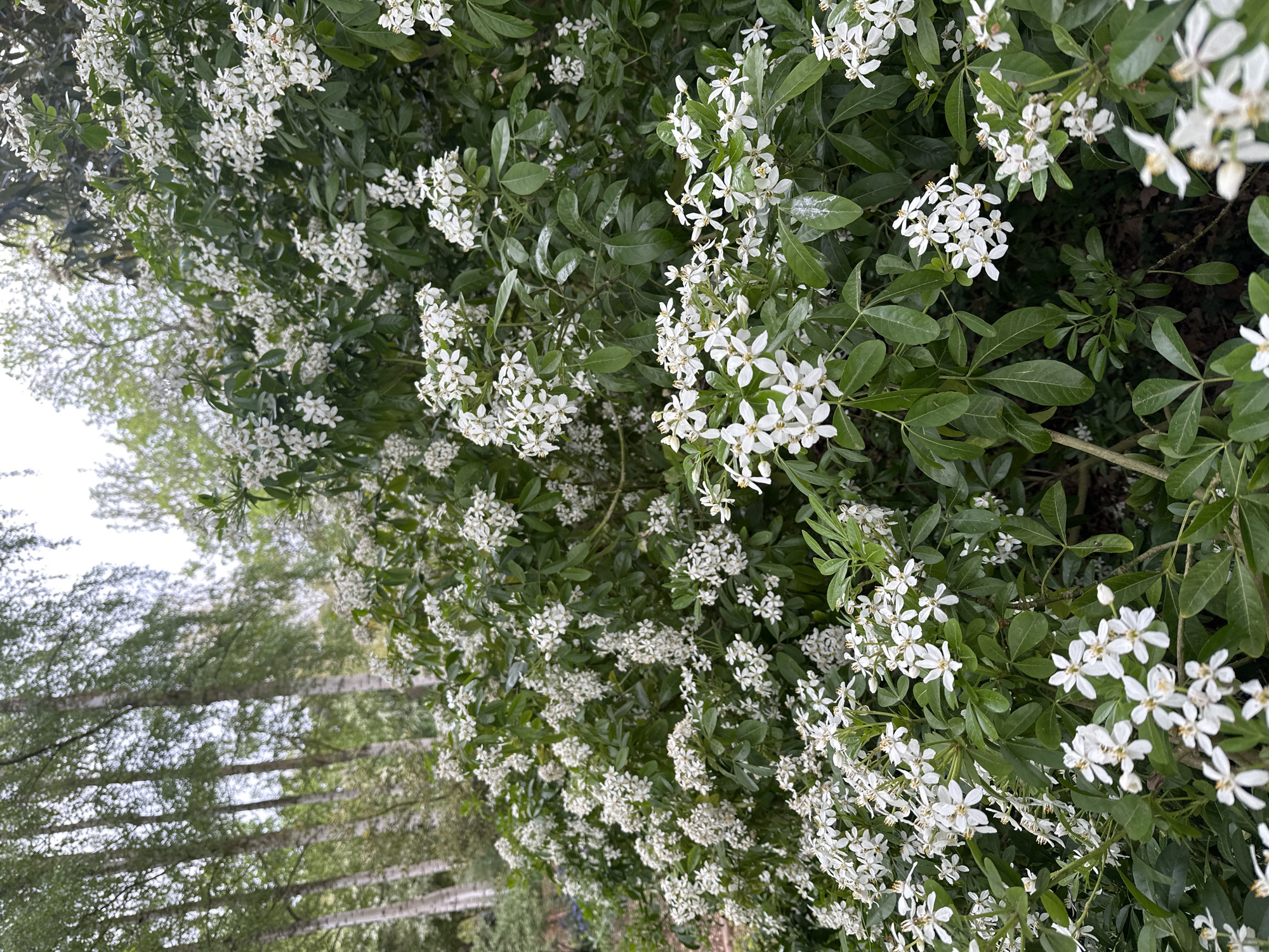 The image depicts a flowering shrub in West Suffolk, United Kingdom. The plant is densely covered with small, white, star-shaped flowers and green, ovate leaves. The background includes trees with white bark, suggesting a park or garden setting. No people, actions, or interactions are visible.