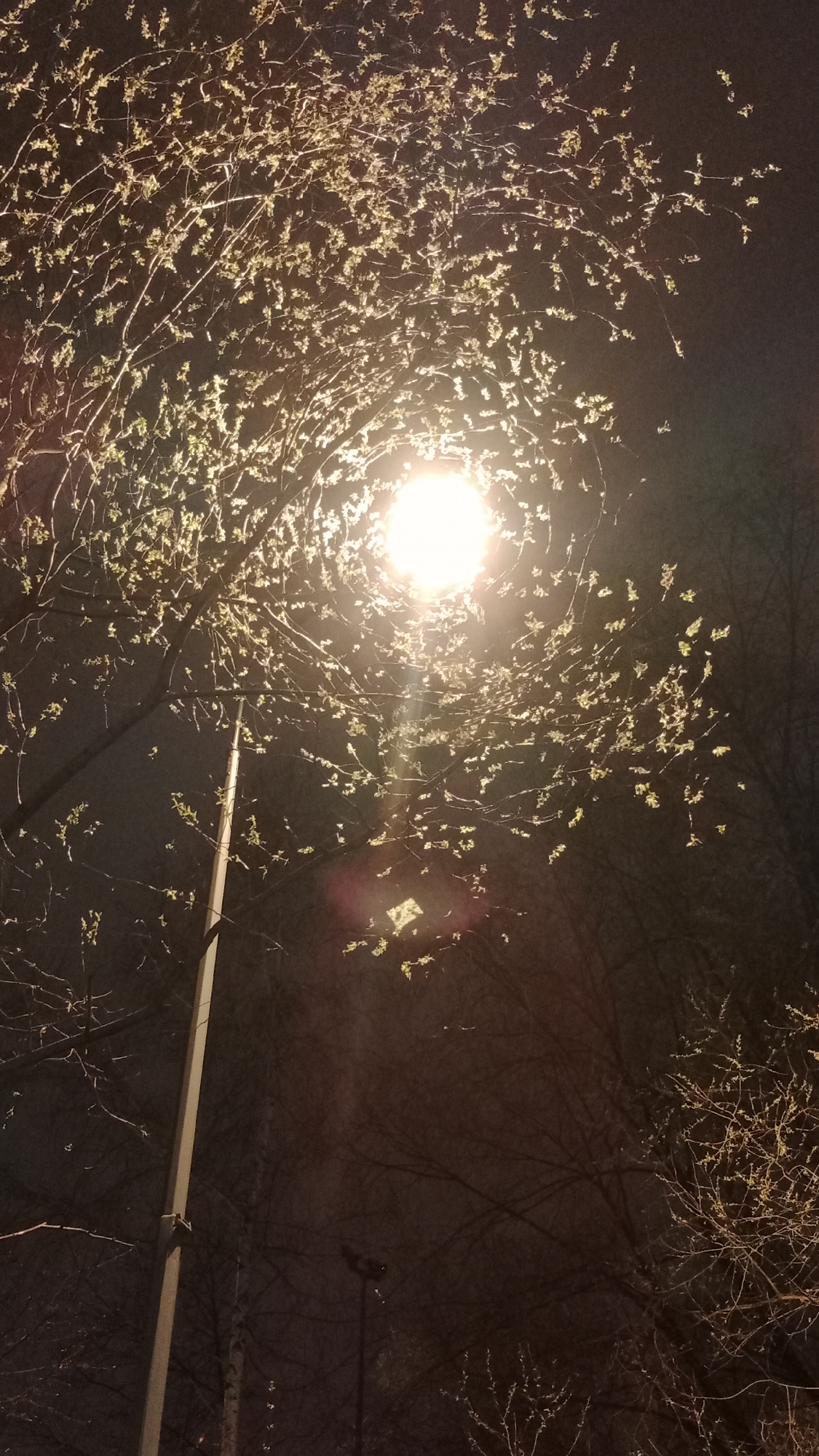 A low-angle, nighttime shot of a street lamp illuminating trees with nascent leaves. The light source, a bright circular bulb, is centrally positioned in the upper portion of the frame. A metal pole, presumably the street lamp's support, extends vertically from the lower left towards the light. The trees' branches, adorned with small, emerging leaves, encircle the light source, creating a halo effect. The background is a dark, indistinct night sky, with silhouettes of other trees visible in the periphery. The location is possibly Moscow, Russia.