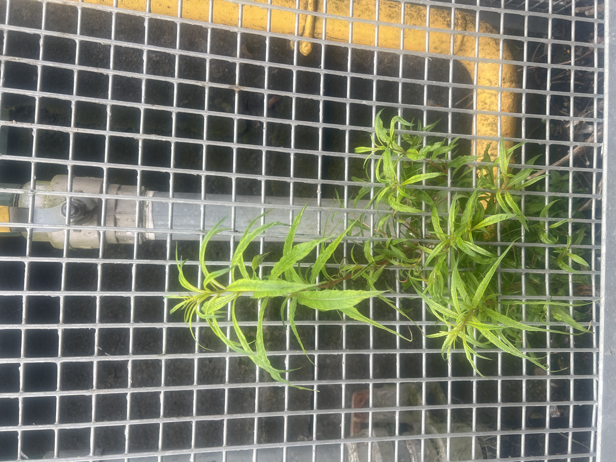 The image shows a cluster of bright green plants with long, thin leaves growing through a metal grate. The grate is made of interlocking metal bars that form a grid pattern. A yellow stripe runs across the top of the image, behind the grate. Below the grate, dark, shadowy areas are visible, suggesting a space underneath. A section of a grey pipe or metallic object is also visible on the left side of the image, partially obscured by the grate. The plant appears to be growing robustly, with many stems and leaves reaching upwards and outwards. The lighting suggests it could be daytime, with natural light illuminating the scene. There is no visible text in the image. The overall impression is one of nature's persistence, with a plant thriving in an industrial or man-made environment.