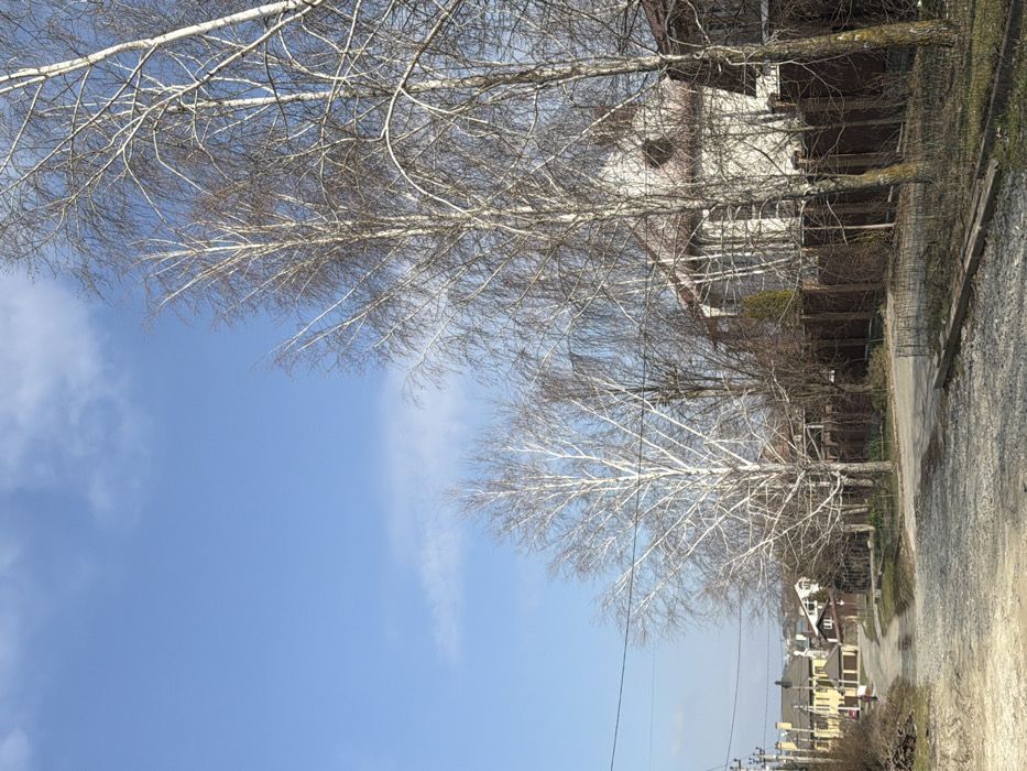 The scene depicts a residential area in Камышеваха, Russia, under a clear blue sky with sparse, wispy white clouds. The foreground features an unpaved, light-colored gravel road that transitions into a darker, possibly paved section curving left into the mid-ground. Numerous bare deciduous trees, predominantly birches with white trunks, line both sides of the road and partially obscure structures. On the right, a multi-story white house with a reddish-brown tiled roof and prominent windows is partially visible behind a dark brown, solid fence. Additional residential houses with varying architectural styles and roof colors are present further down the road on the left. A utility pole with multiple electrical lines is situated on the left side of the road. A pile of cut branches or organic debris is visible on the ground to the left. A single human figure, dressed in dark clothing, is observed walking away from the viewer on the left side of the paved road section in the mid-ground. No further actions or interactions are discernible. The ground cover consists of sparse, dry vegetation and exposed soil.
