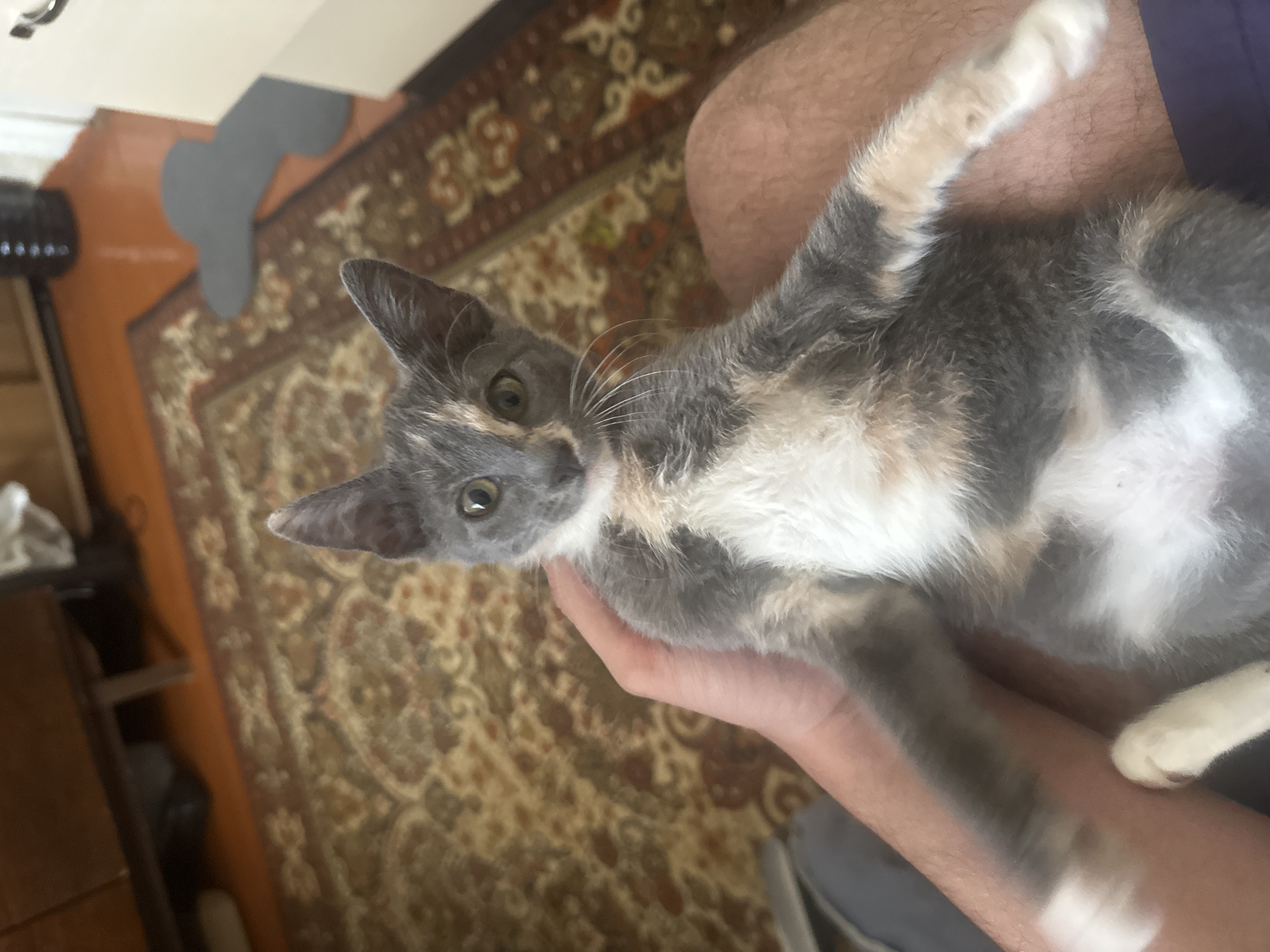 In this overhead shot, a calico kitten is being held in a person's arms. The kitten's fur is a mix of grey, white, and hints of orange. Its eyes are wide and green, looking up at the camera. The kitten's paws are white.
The person's arm and leg are visible, supporting the kitten. The scene is indoors, with a patterned rug on the floor. The rug has a traditional design with muted colors of brown, red, and cream. In the background, part of a wooden surface and a gray, bone-shaped object are visible. To the left, a black object with a row of lights can be seen, possibly a lamp or part of a piece of furniture. The lighting suggests it is daytime. There is no visible text in the image. The overall impression is one of a casual moment, with the kitten appearing curious and comfortable.