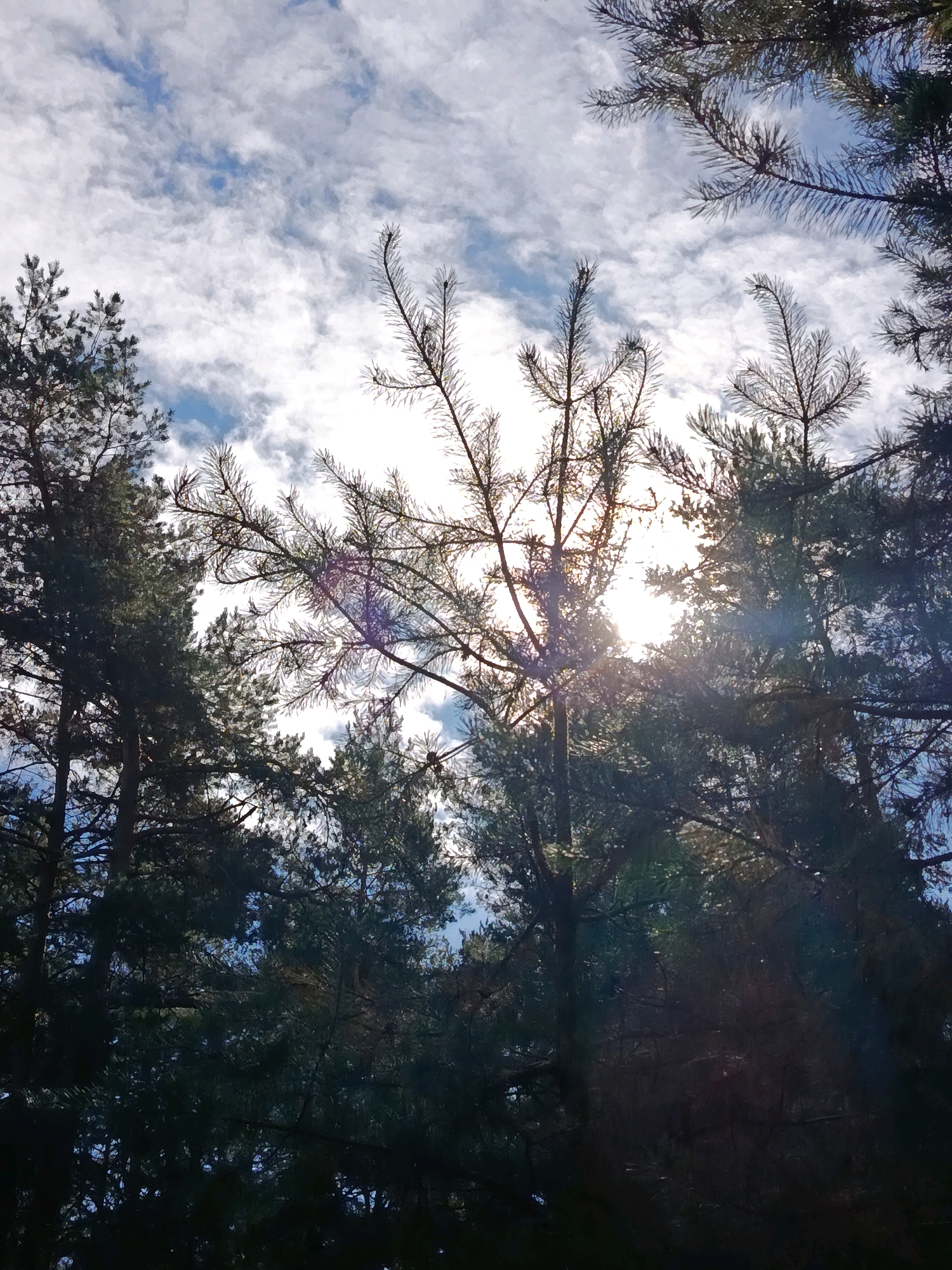 The image depicts a view looking up through a dense coniferous forest. The sky above is partially obscured by the branches and needles of pine trees, with patches of blue sky and scattered white clouds visible. The sun is shining through the trees, creating lens flares and highlighting the delicate structure of the pine needles. The overall impression is one of a natural, outdoor environment, likely a forest or park area within the city of Svetlogorsk, Belarus.