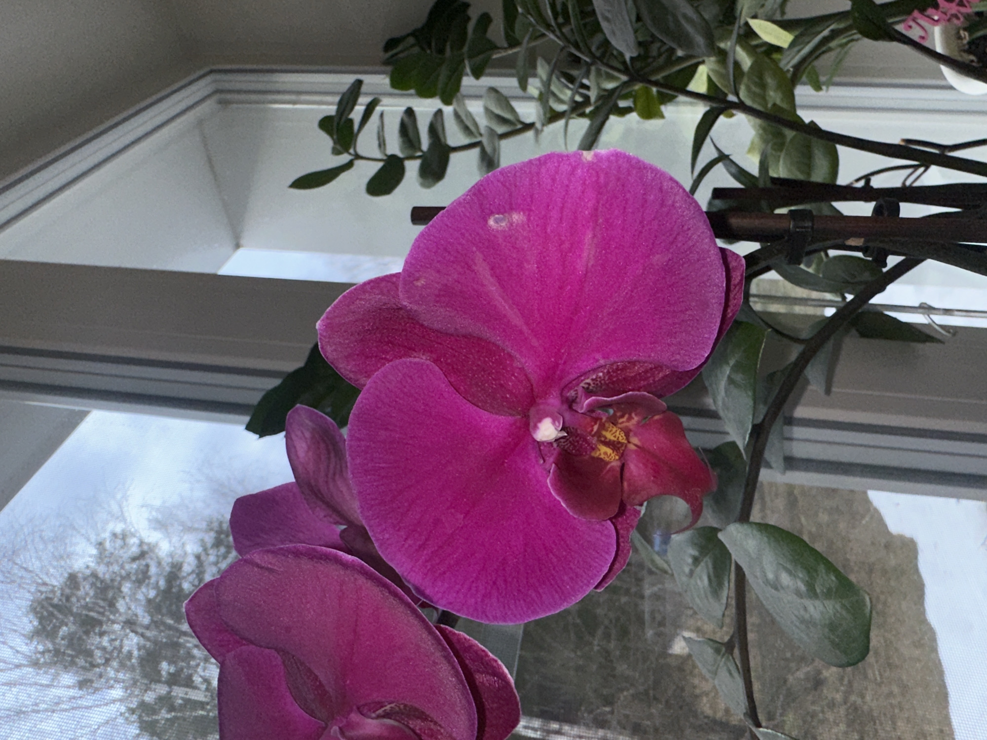 A vibrant fuchsia (magenta) orchid (likely Phalaenopsis) is prominently featured in the foreground, with its main bloom slightly off-center to the right. A second, partially visible bloom is positioned below it. The orchid's petals exhibit a velvety texture and some minor light-colored spots on the upper petal of the main flower. The center of the orchid reveals intricate details in yellow and darker maroon hues.
Behind the orchid, a white window frame is clearly visible, suggesting an indoor setting in Uva, Russia. Through the window, blurred outdoor scenery can be seen, featuring bare trees against an overcast or bright, diffused sky, indicative of late fall, winter, or early spring weather. Dark brown stakes and small clips, used to support the orchid's stem, are visible between the flower and the window. Various green leaves, possibly belonging to the orchid or other houseplants such as a Hoya, frame the upper and right edges of the image, contributing to a lush indoor environment. The lighting is soft and natural, suggesting daytime. There is no visible text.