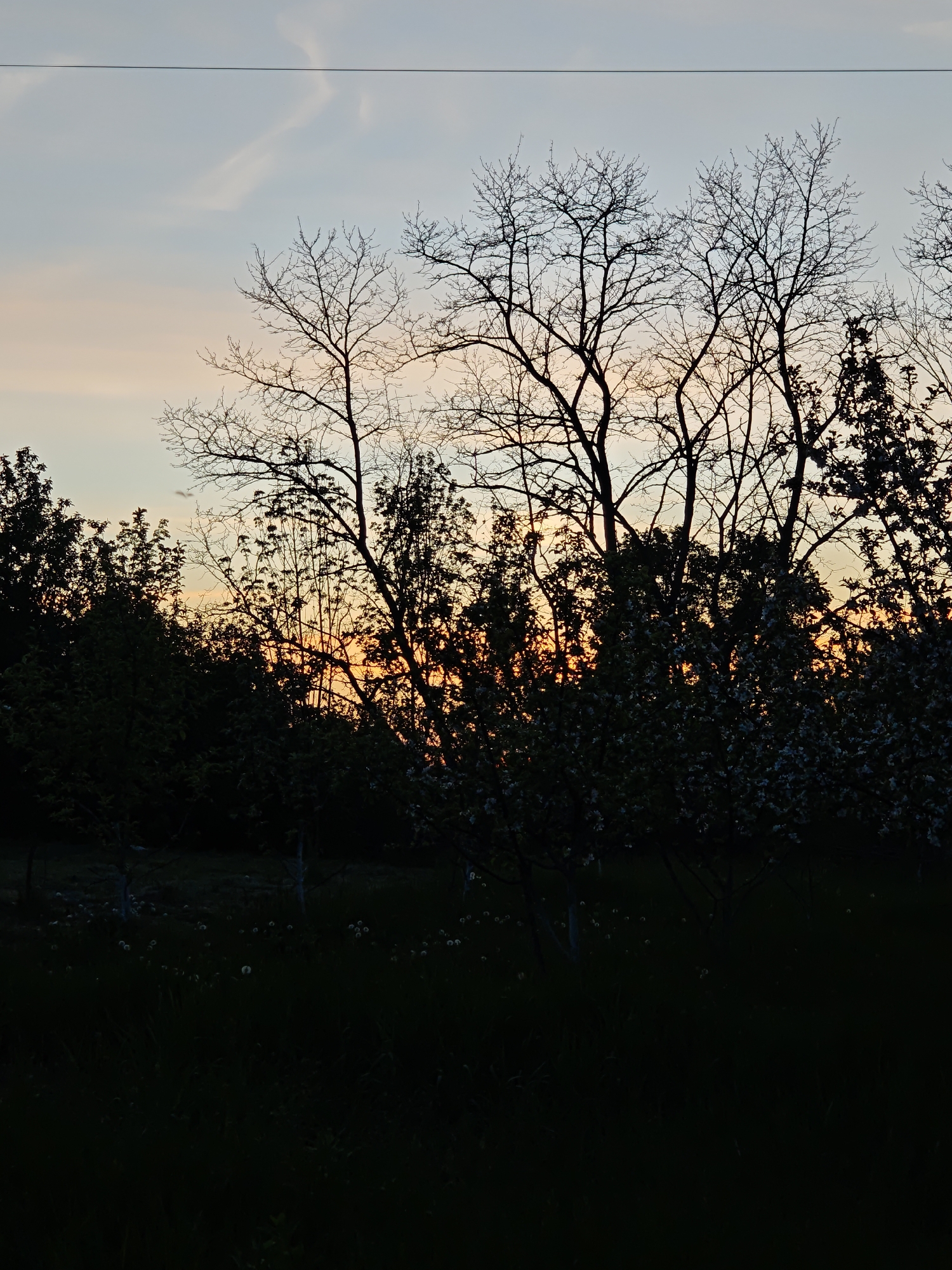 The image depicts a landscape at dusk. In the foreground, there is dark grass, possibly a field. A line of trees and bushes forms the midground, silhouetted against a sky with hues of orange and blue. The trees in the center appear to be bare, possibly indicating late autumn or early spring. The presence of power lines stretching across the top of the frame suggests a rural or suburban setting. The location is in Parkhomivka, Ukraine.