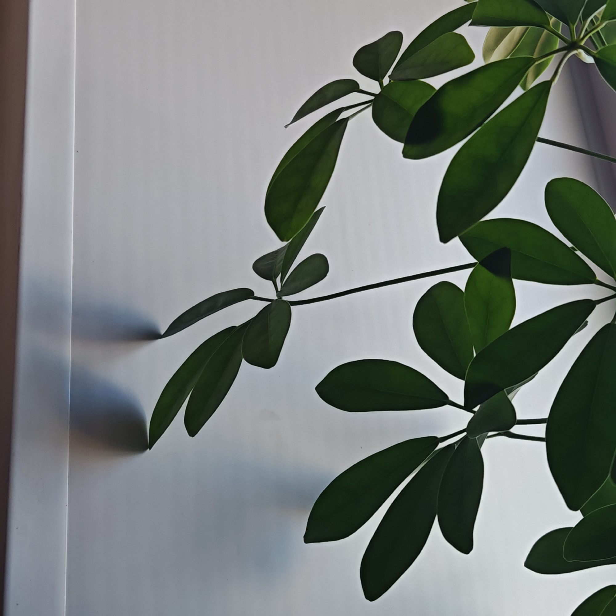 A close-up shot of an indoor plant with dark green leaves, presumably a Schefflera arboricola, against a neutral, possibly white or light gray wall. The plant appears to be positioned near a window or a light source, as evidenced by the distinct shadows of the leaves cast on the wall. The image lacks any indication of its location within the city of Rostov, Russia, or any identifying features that could pinpoint a specific site. The composition focuses solely on the plant and its interaction with light and shadow on the wall, providing no information about the surrounding environment, people, or activities.