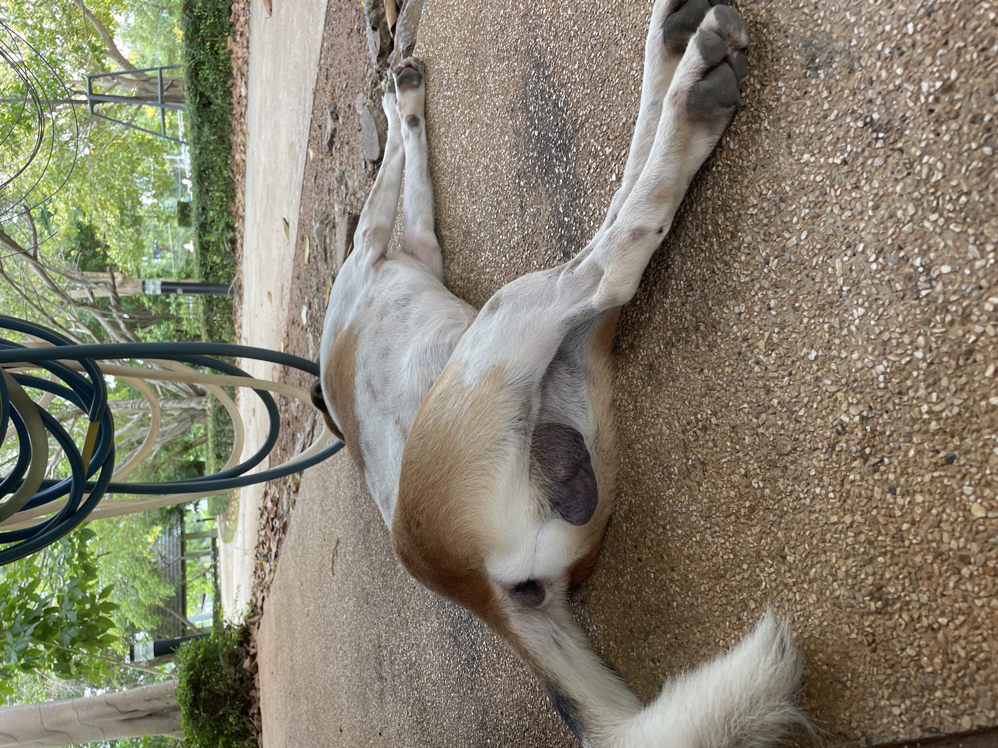 The image depicts a dog lying on its side on a paved pathway in what appears to be a park or outdoor recreational area in Na Chom Thian, Thailand. The dog is primarily white with tan markings and its tail is fluffy and white. The dog's underside is visible, including its hindquarters and testicles. In the background, there is lush green foliage, trees, and a pathway leading to a small covered pavilion. A coiled garden hose, in blue and beige, hangs in the upper portion of the image. The ground is a rough, pebbled texture.