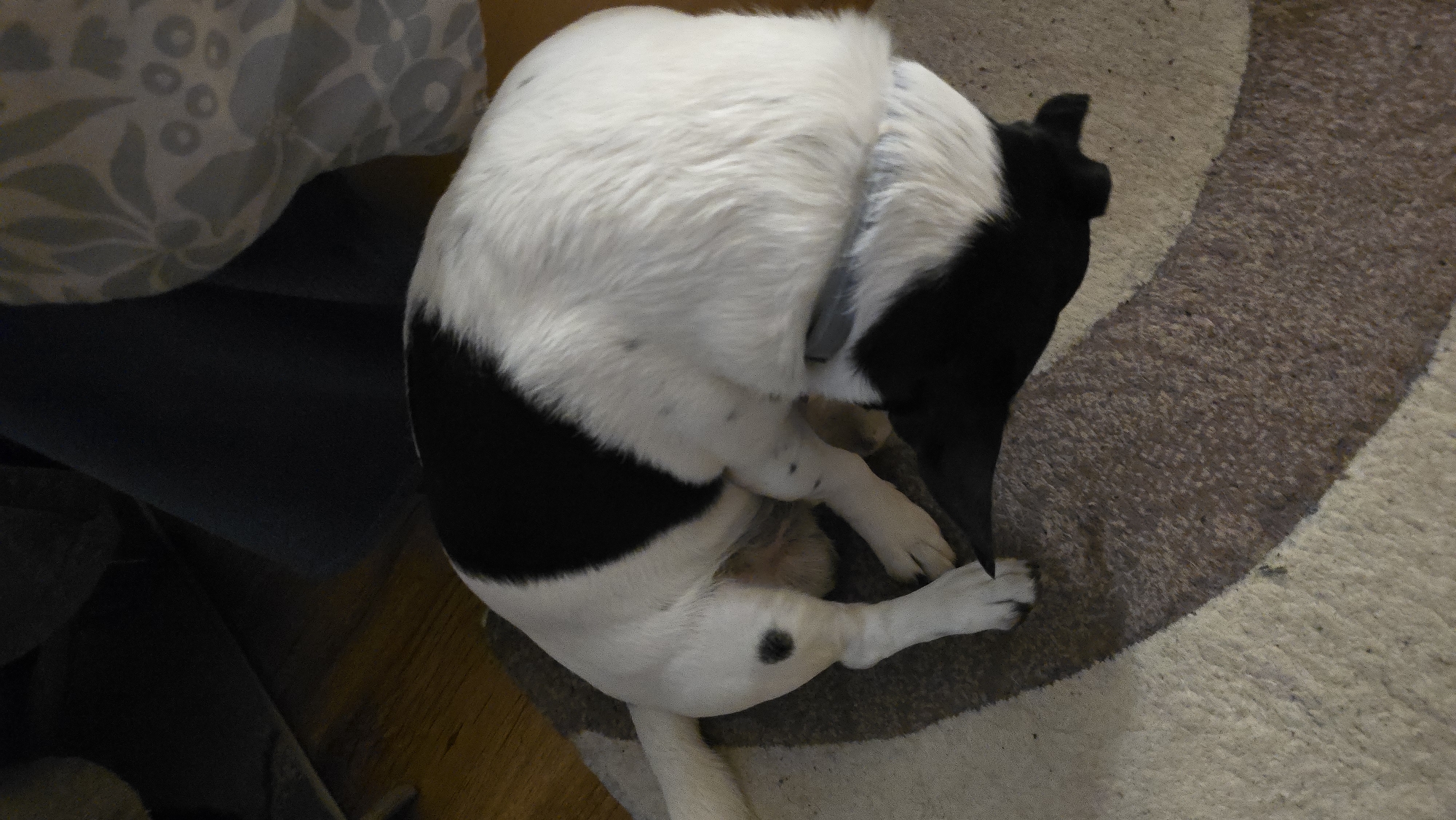 A black and white dog is curled up on a striped rug in an indoor setting, likely a home. The dog's head is tucked under its body, making it difficult to see its face. The background shows wooden flooring and furniture. The scene is lit by artificial light.