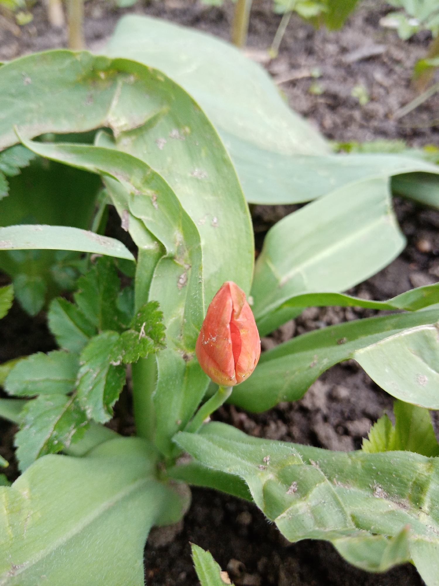 The image shows a close-up of a red tulip bud surrounded by green leaves in a garden. The soil is visible in the background. There's no information present to confirm the location or any information about Elektrostal, Russia.