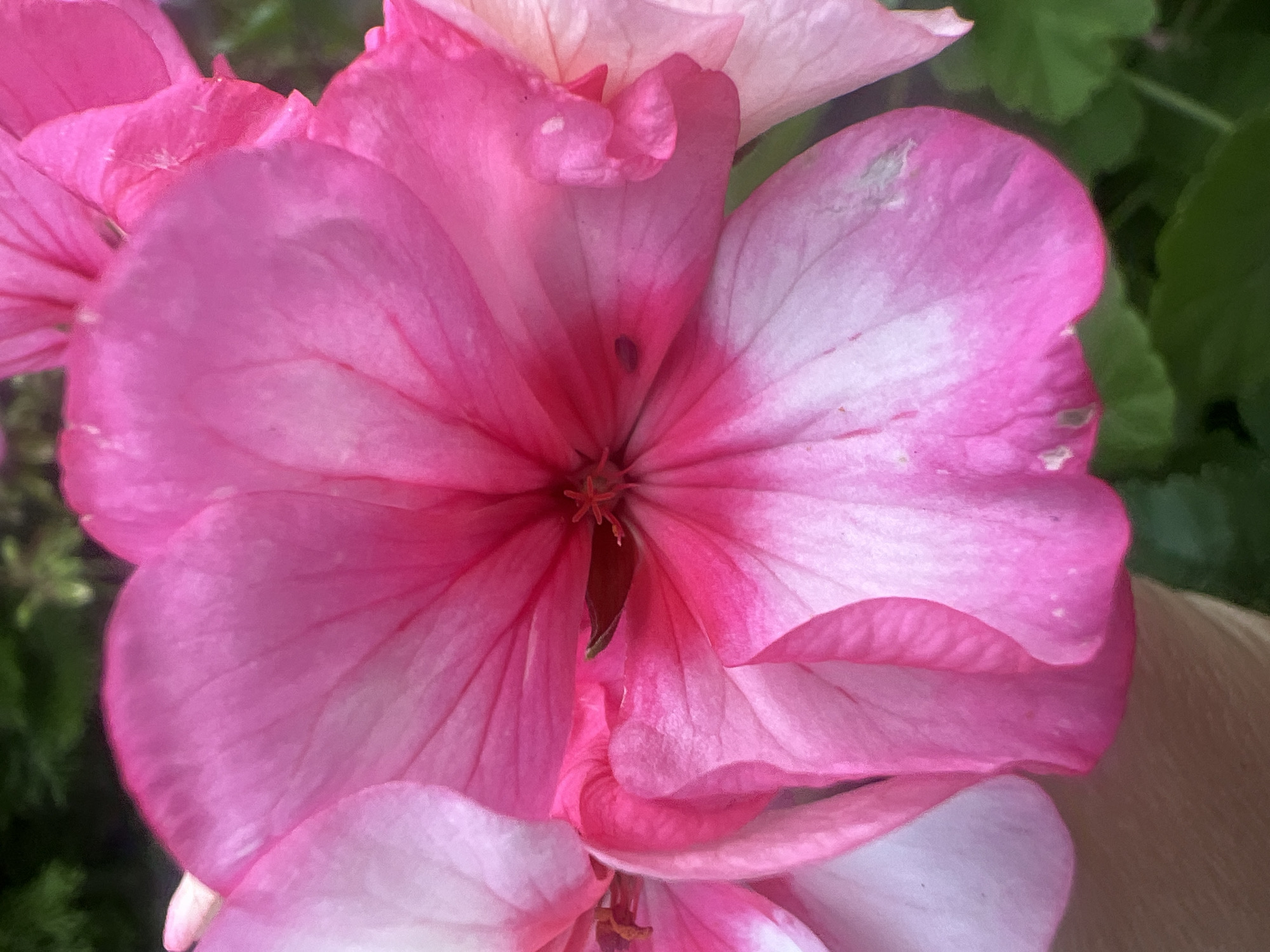 This is a close-up photograph of a cluster of pink geranium flowers, taken in the city of Роса Снт, Russia. The focus is on the delicate petals, which exhibit a gradient of color from deep fuchsia at the center to lighter pink and white towards the edges. The texture of the petals is soft and velvety, with visible veins running through them. Some of the petals have small blemishes or marks. In the background, blurred green foliage can be seen, suggesting an outdoor setting within a garden or natural environment. A portion of a person's hand, lightly colored, is visible in the lower left corner, holding or interacting with the flowers. The lighting appears natural, highlighting the vibrant colors of the blossoms.