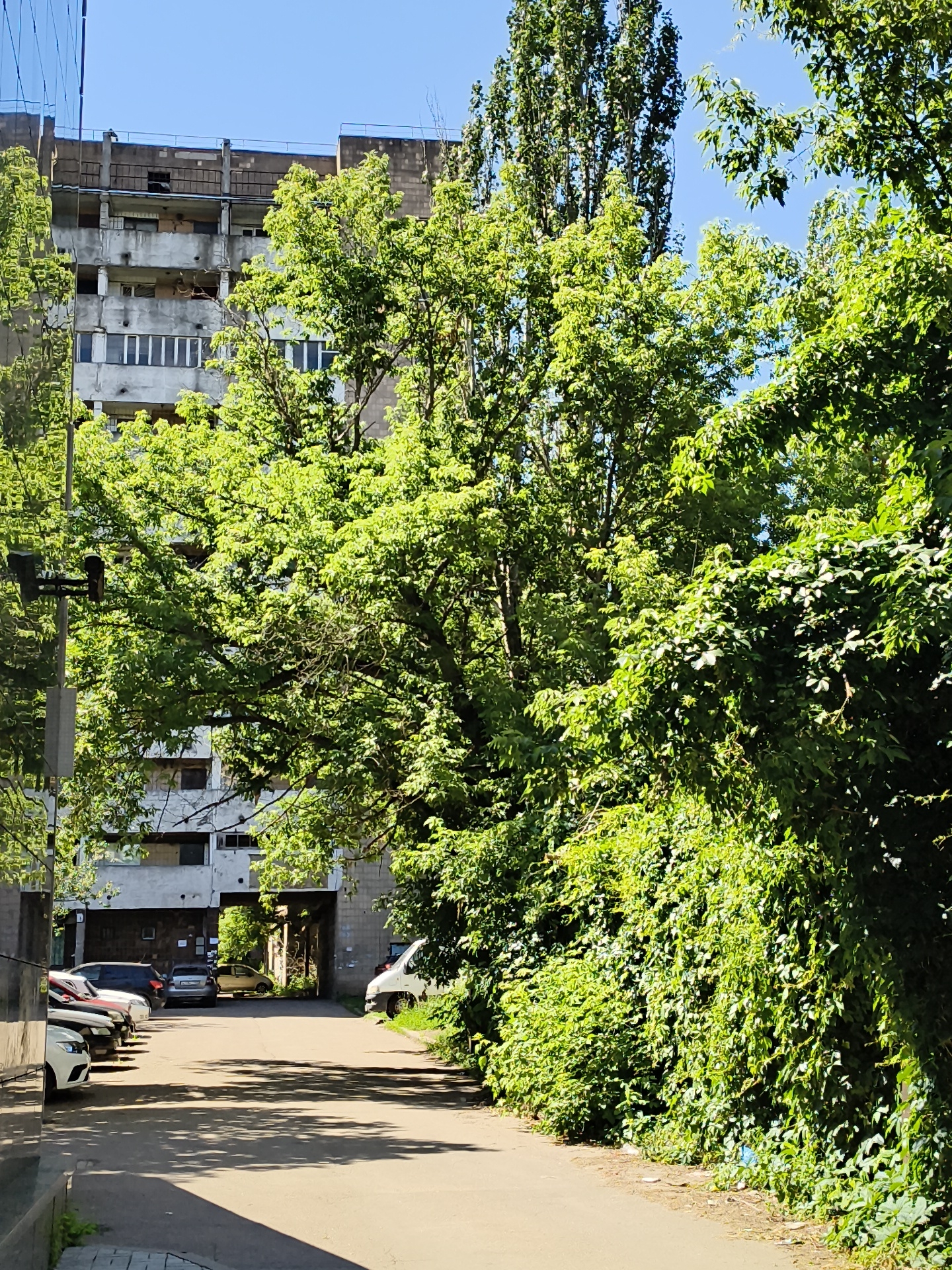 The image depicts an outdoor scene in an urban environment, possibly an apartment complex courtyard or a service road. A multi-story, weathered concrete building with visible balconies and window openings dominates the background. Lush green trees and foliage are abundant, with large trees extending into the frame and a dense wall of green ivy covering the right side of the scene. A paved road runs through the center of the image, lined with parked cars on the left side, including a white SUV, a black sedan, and other vehicles. A white van is parked on the right side of the road. The sky is clear and blue. The scene appears to be captured during daylight.