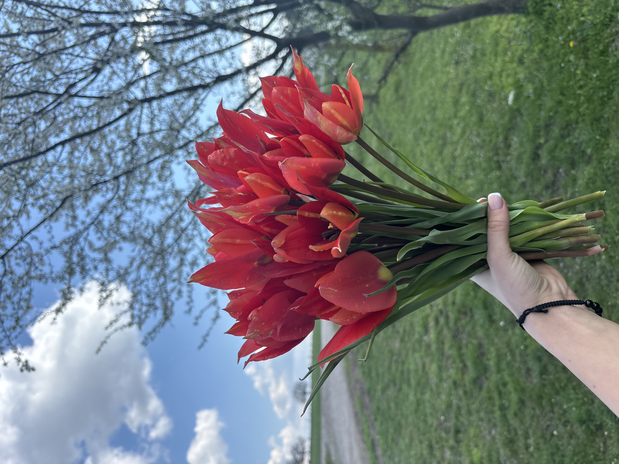A person is holding a bouquet of red and orange tulips in their right hand. The background shows a sunny sky with white clouds on the left, and a green grassy area with a tree on the right. The person is wearing a black beaded bracelet on their wrist. The location appears to be outdoors, likely in a park or field. The presence of a tree, grass, and a path indicate a natural or semi-natural environment. I cannot confirm the location as Makariopolsko, Bulgaria without additional information from the image itself.