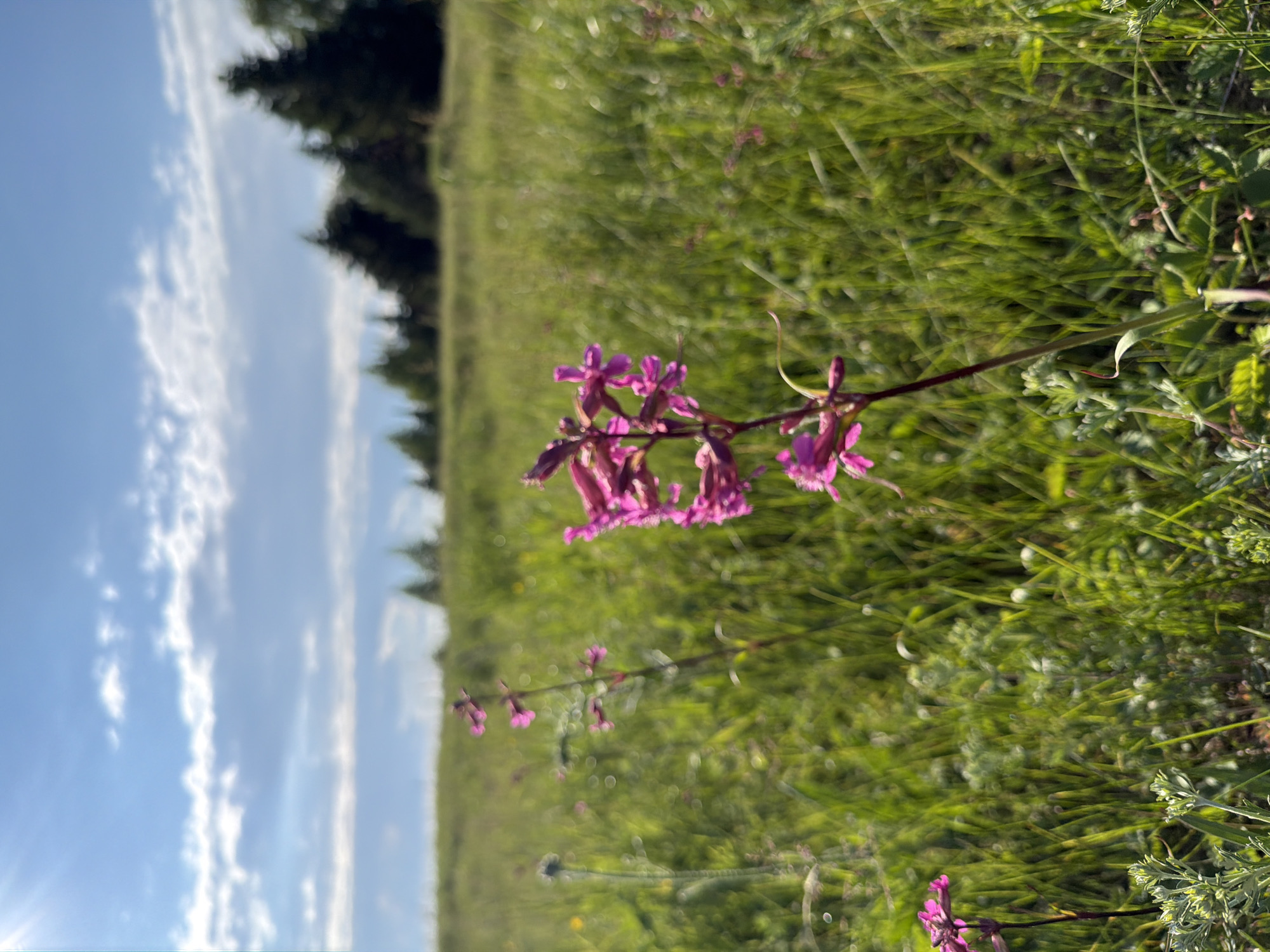 The image presents a serene natural landscape, captured in a close-up view of wildflowers within a broader natural setting in Прикамский, Russia. The primary subject is a cluster of small, delicate pinkish-purple wildflowers with slender petals, positioned prominently in the foreground and center. These flowers are sharply in focus, showcasing their vibrant color and intricate details on their thin stems.
The background transitions from lush green grass and various other blurred plants in the midground to a distinct line of dark green conifer trees, likely forming a forest edge, further in the distance. The soft, out-of-focus background creates a shallow depth of field, emphasizing the foreground flowers. Above the tree line, a clear, bright blue sky dominates, adorned with scattered white, wispy clouds. Visible sun rays or lens flare in the upper left corner of the sky indicate a sunny daytime scene, possibly during the morning or late afternoon.
No people, animals, or visible text are present in the image. The composition highlights the beauty of the wildflowers against a tranquil natural backdrop. The image is displayed in a vertical orientation, but it effectively captures a horizontal landscape with the sky on the left and the ground on the right.