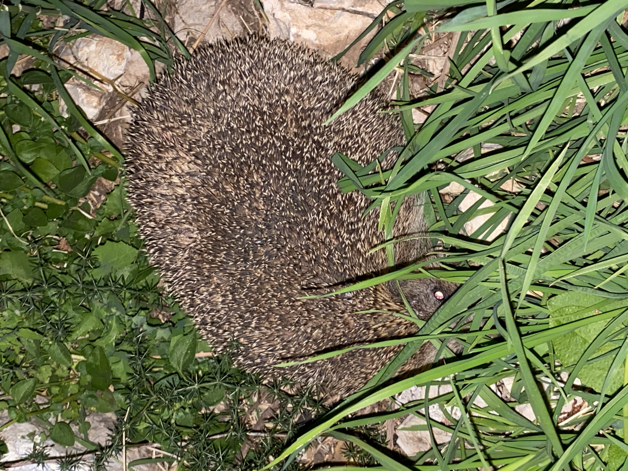 The image shows a hedgehog in a patch of vegetation. The hedgehog is round and covered in brown and white spines. It is surrounded by green grass, small leafy plants, and light-colored stones. Based on the presence of Mediterranean vegetation and light-colored stone commonly found in the region, the location could be in a garden or green area within the city of Budva, Montenegro.