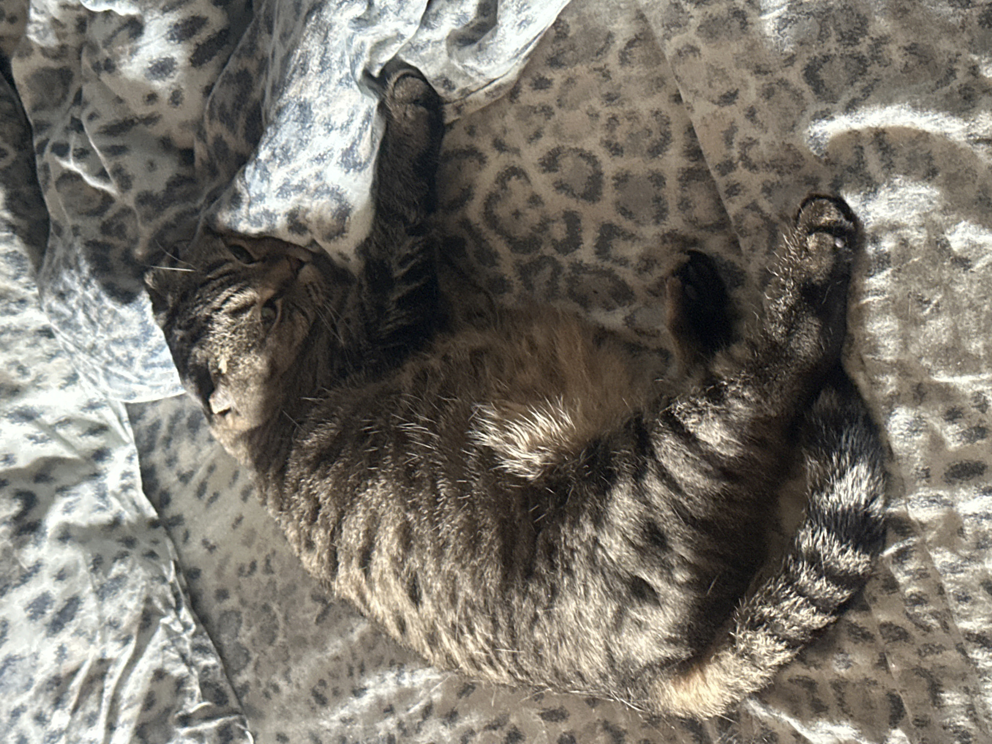An adult domestic shorthair cat, tabby patterned, is sleeping curled up on a bed with leopard-print bedding. The cat's fur is a mix of brown, black, and tan stripes. Its eyes are closed, and its head is resting on its paws. The bedding is wrinkled and appears to be made of a soft material. Sunlight is streaming in from the left, casting shadows on the cat and the bedding. The scene is domestic and peaceful. The location is a bedroom in a residential building in the city of Imeni Sverdlova, Russia.
