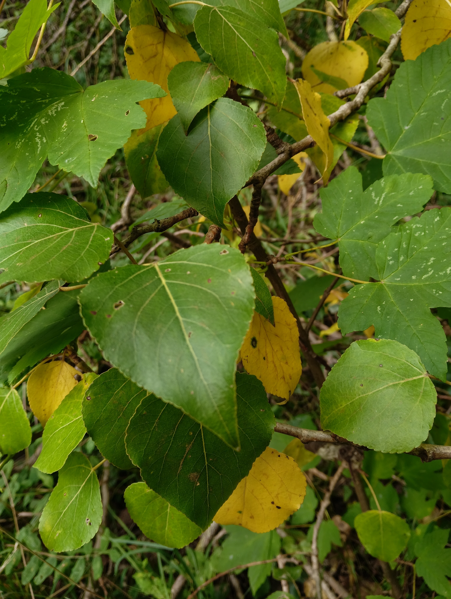 The image captures a close-up view of foliage with a mix of green and yellow leaves on branches, set against a blurred background of grass and more foliage. The leaves are varied in shape and size; some are broad and somewhat lobed, while others are more ovular. There are visible leaf veins and some small holes or imperfections on the leaf surfaces. The lighting suggests an outdoor environment, possibly a park or garden, with dappled light and shadows. The scene is static, with no people or animals present. The overall impression is one of natural growth and the early stages of autumn coloration. The location is a detail that cannot be determined from the image alone, and therefore cannot be included in the description.