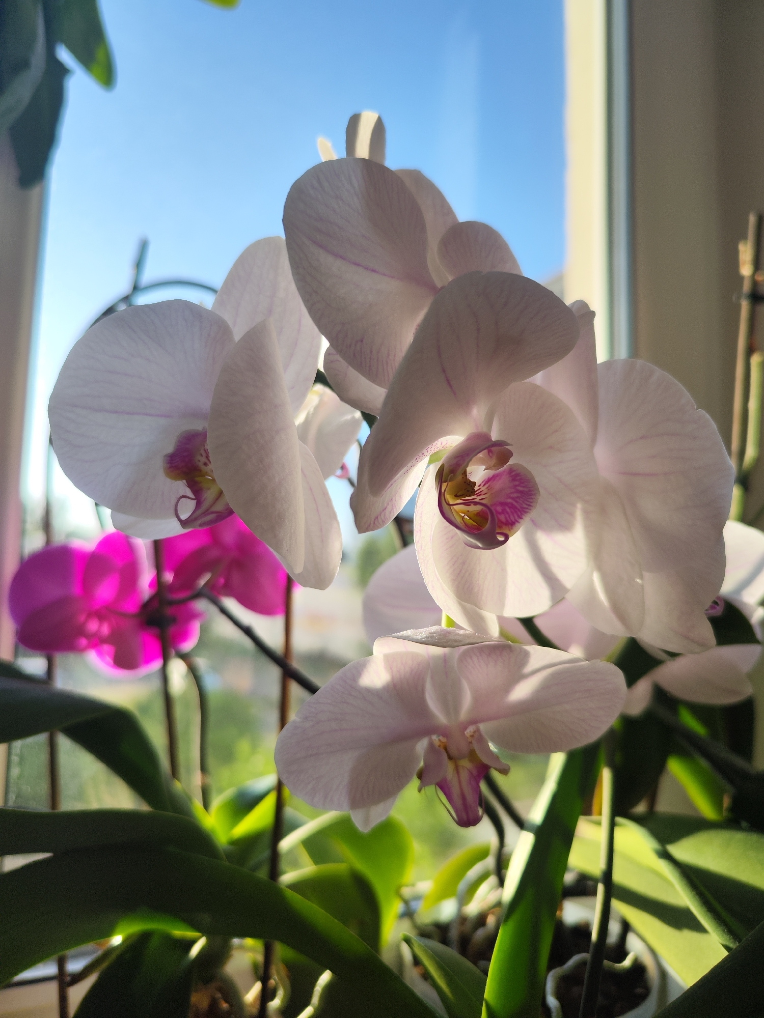 The image shows a close-up of a potted orchid plant with white and pink flowers. The plant sits near a window, with the blue sky visible outside. The lighting is bright, suggesting it's daytime. The location is not discernable from this image.