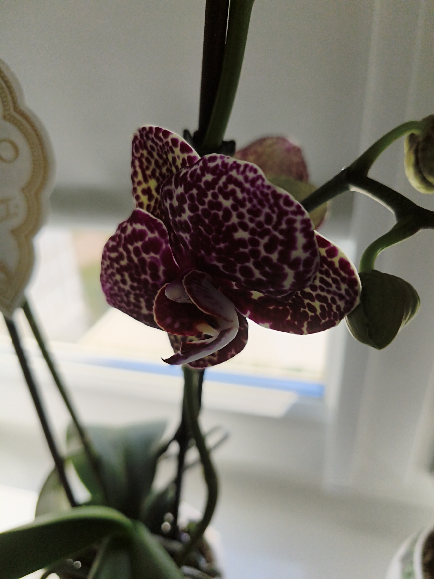 A close-up, low-angle shot features a blooming orchid with deep purple and yellow speckled petals. The orchid is in focus, with its stem and leaves slightly blurred in the foreground and background. The lighting suggests it is near a window, with soft light illuminating the flower. The background is out of focus, but appears to be a bright, indoor environment, possibly a windowsill with a blurred view of the outside. There are no people or other living beings visible in the frame. The overall scene is serene and highlights the intricate beauty of the orchid.