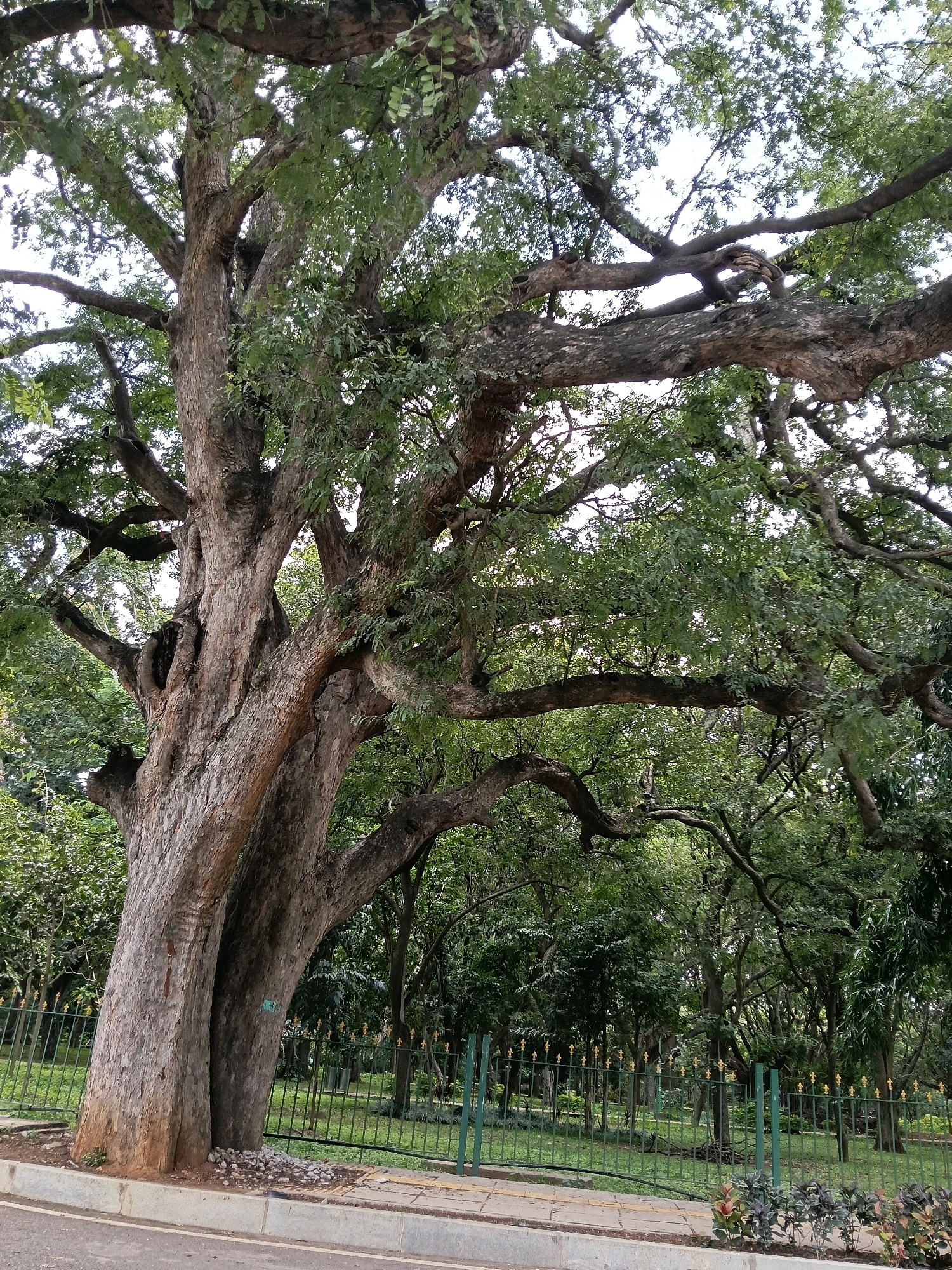 The image captures a magnificent, ancient tamarind tree with a thick, gnarled trunk and sprawling branches that fill much of the frame. The tree is located in Lal Bagh Botanical Garden, a historic green space in Bengaluru, India. A green metal fence with decorative gold finials runs horizontally across the lower part of the image, separating the tree and the grassy area behind it from a paved walkway and the edge of a road in the foreground. The background consists of more trees and lush greenery, indicating a park-like setting. The sky is overcast, providing soft, diffused light. There are no people or animals visible in the image. The overall impression is one of natural grandeur and the timeless presence of the old tree.