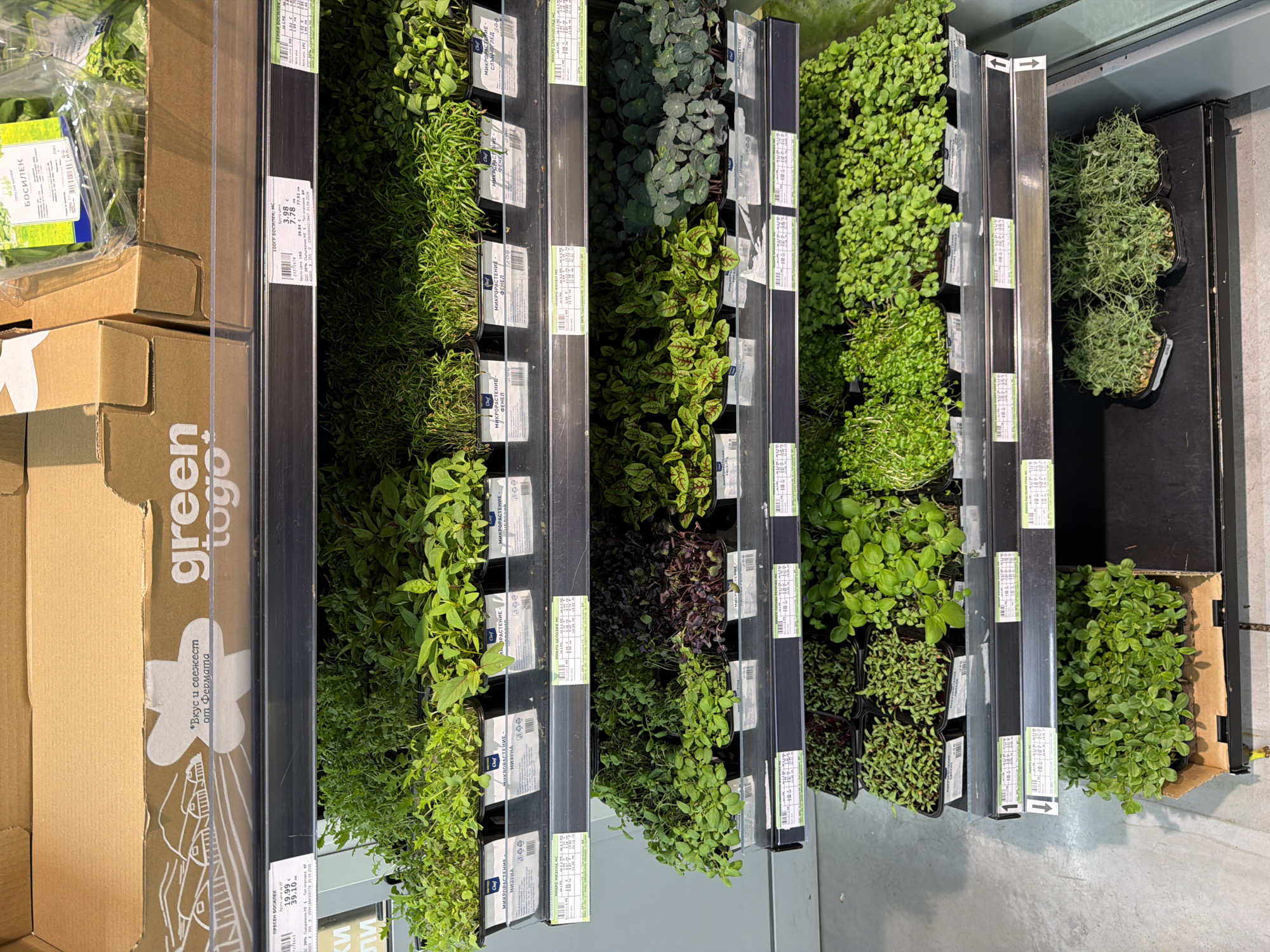 This image captures a vibrant indoor retail display showcasing a variety of fresh herbs and microgreens, likely within a supermarket or grocery store in Burgas, Bulgaria. The setting consists of multiple tiered shelves or racks, predominantly black, filled with numerous small potted plants.
The display features a wide assortment of greenery, including traditional herbs and various microgreen varieties. Visible plants include basil (БОСИЛЕК), rosemary (on the far right), and several types of microgreens such as Mizuna (МИЗУНА), fennel (ФЕНЕЛ), and sunflower (СЛЪНЧОГЛЕДО), identifiable by their labels. Some microgreens have green leaves, while others display reddish hues, suggesting diverse varieties like red sorrel. The plants are neatly arranged in black plastic pots, with some larger herbs packaged in clear plastic clamshell containers.
To the left, several brown cardboard boxes are stacked, one prominently featuring the "green togo" logo and the Bulgarian text "*Вкус и свежест от Фермата" (Taste and freshness from the farm). Numerous white price labels and product information tags are attached to the shelves and pots, with text in Bulgarian. These labels display product names like "МИКРОРАСТЕНИЕ" (Microgreen), "БОСИЛЕК", "МИЗУНА", "ФЕНЕЛ", and "СЛЪНЧОГЛЕДО", along with prices (e.g., "19.99", "39.10", "39.84"), weight information ("1KG"), and "ДДС 20%" (VAT 20%). A "Chef" brand logo is also visible on some microgreen labels.
No people are visible, and no specific activity is taking place other than the static presentation of fresh produce for sale. The clean, well-lit environment emphasizes the freshness and quality of the herbs and microgreens.