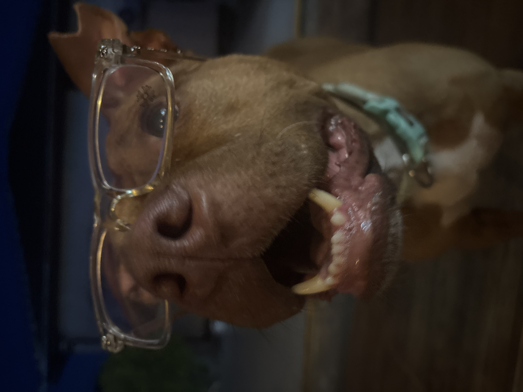 A close-up, slightly tilted image shows a dog wearing glasses. The dog is light brown and has its mouth open, revealing its teeth. A blue collar is visible around the dog's neck. The dog is indoors. The photo does not contain any information suggesting a location in the city of Lom, Bulgaria.