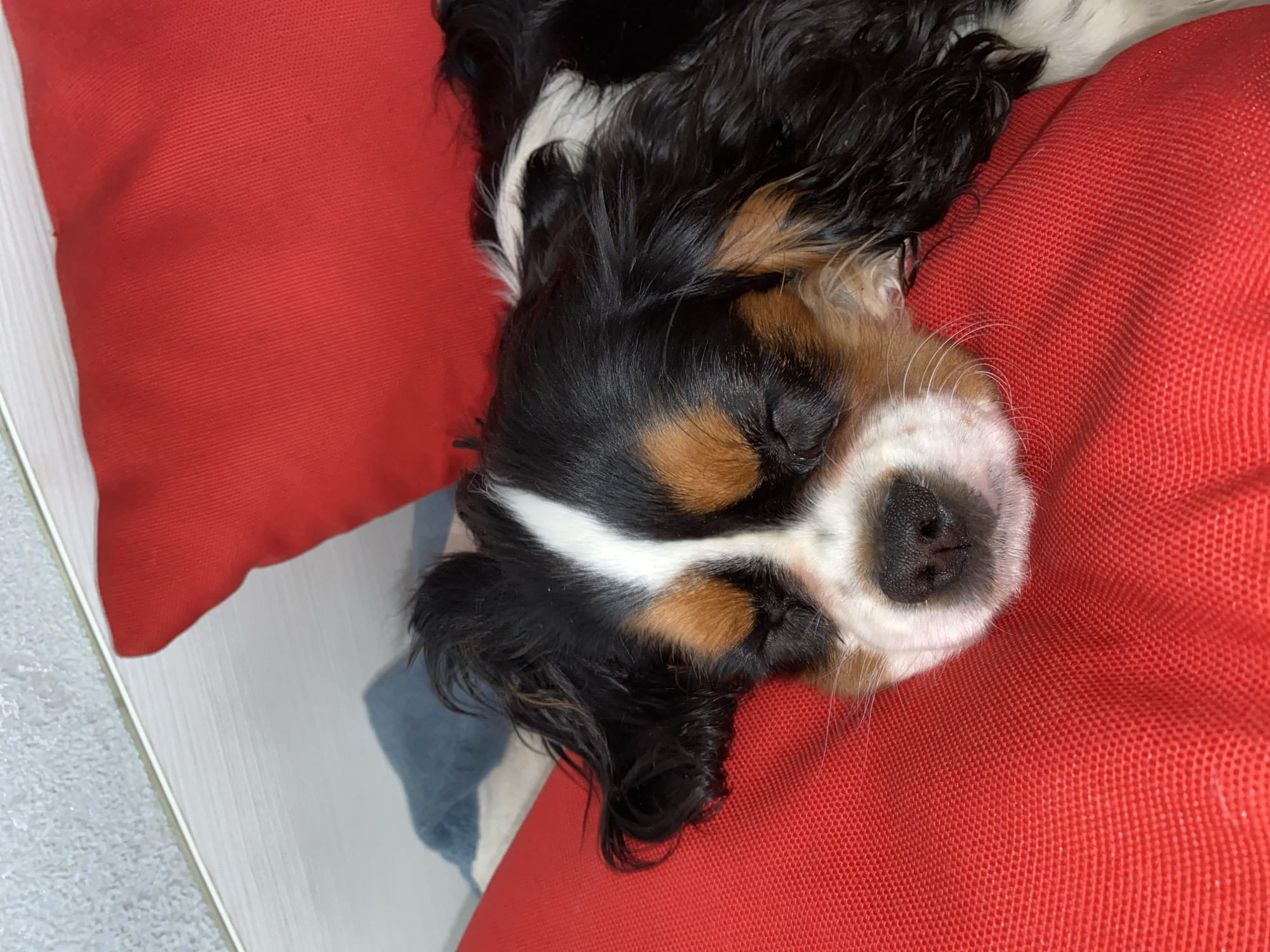 A Cavalier King Charles Spaniel is lying on a red pillow. The dog is black, white, and tan. The background includes a white surface with a blue and white pattern. The location is not discernible from the image.