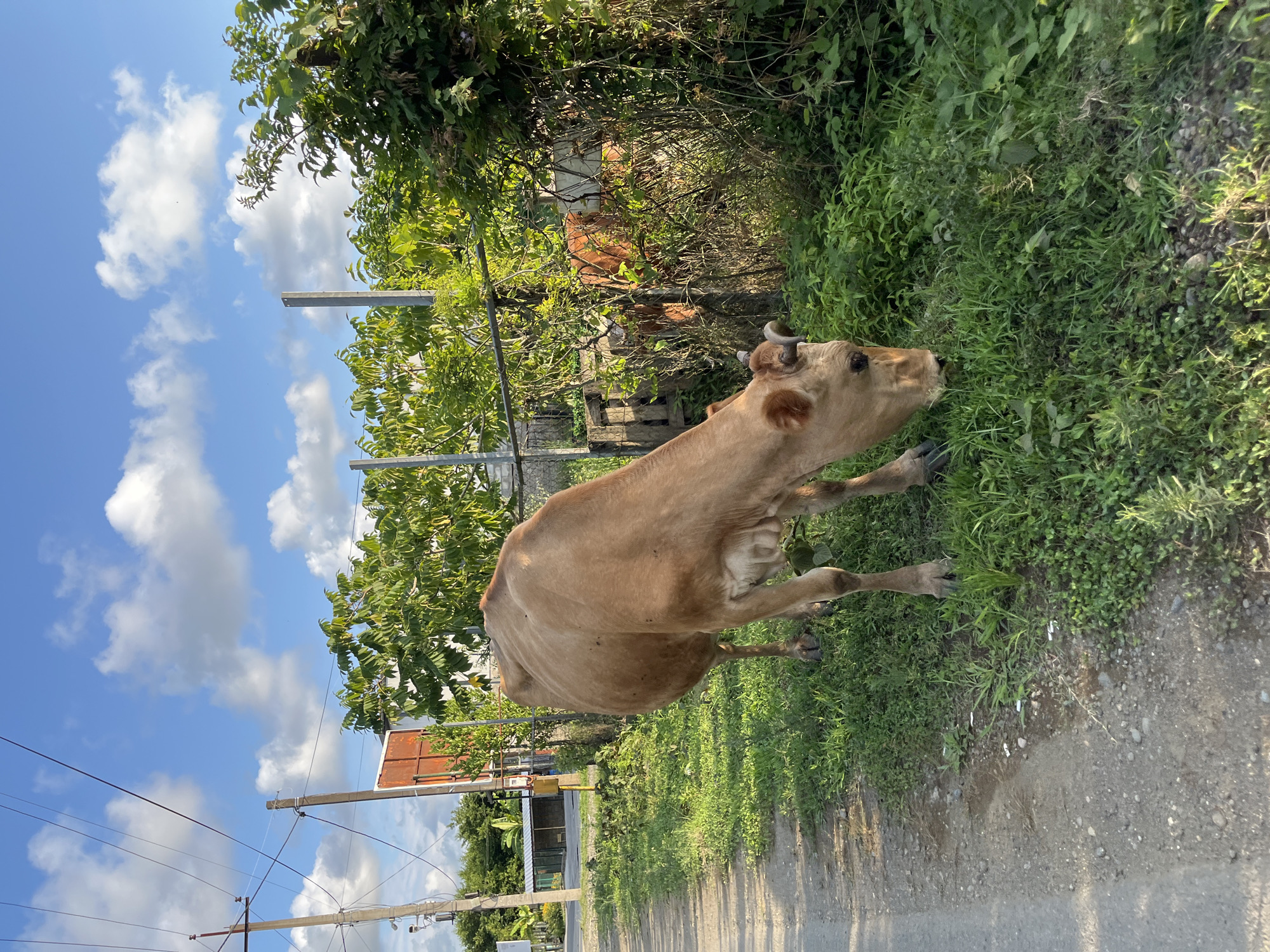 This image captures a pastoral scene in Ureki, Georgia. The primary subject is a light brown cow, standing in lush green grass and grazing. The cow is facing to the right, with its head down towards the grass. In the background, there is dense foliage and vegetation, suggesting a rural or semi-rural environment. A wire fence can be seen partially obscured by the greenery. Further in the distance, there are hints of buildings, possibly homes or agricultural structures, with reddish-brown roofs. Overhead, the sky is a bright blue with scattered white clouds, indicating a clear and sunny day. Power lines and utility poles are visible on the left side of the frame, a common sight in many inhabited areas. The sunlight casts shadows on the ground, suggesting it is likely daytime, possibly late afternoon given the angle of the light. The overall mood is tranquil and natural, depicting a moment of everyday life in a Georgian countryside setting. No text is visible in the image.